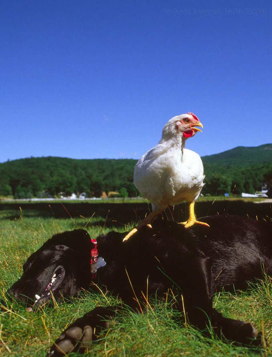 Entry 2061289
