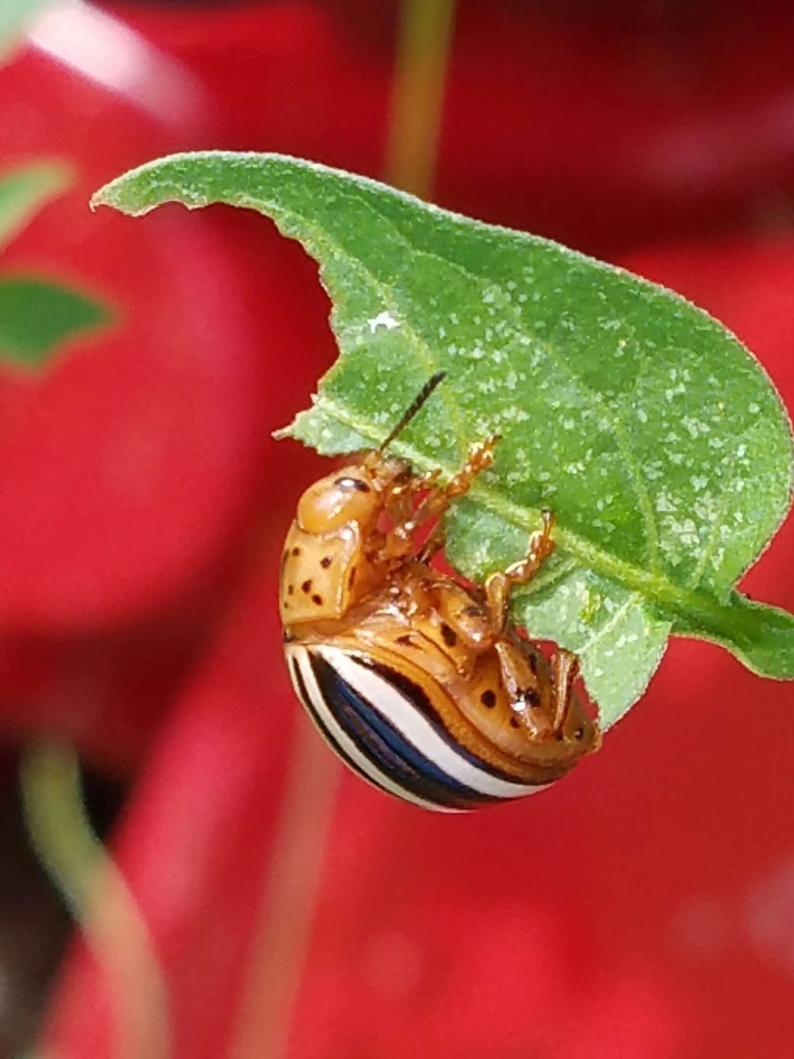 Hungry Beetle