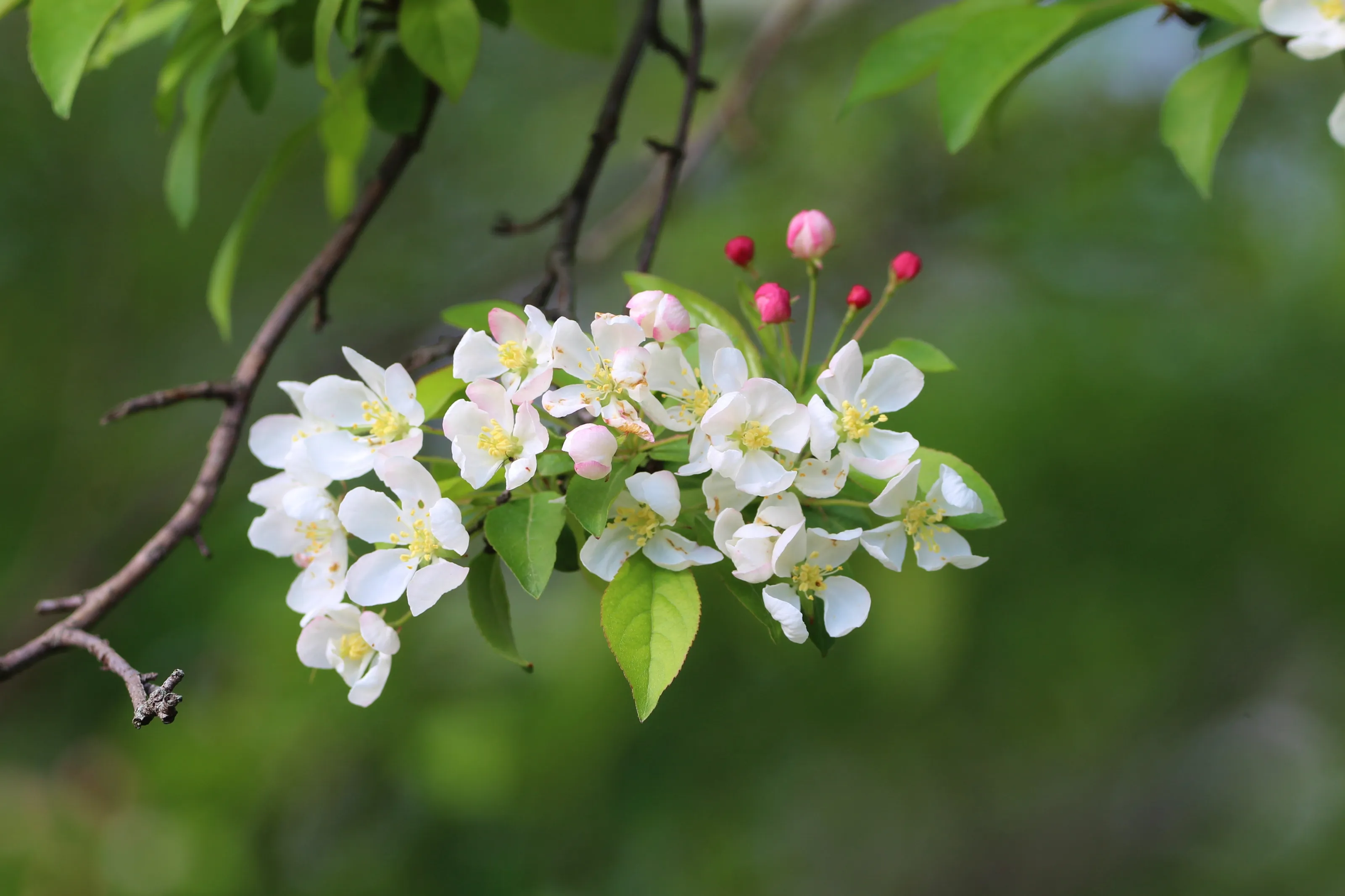 Just a little pink and white