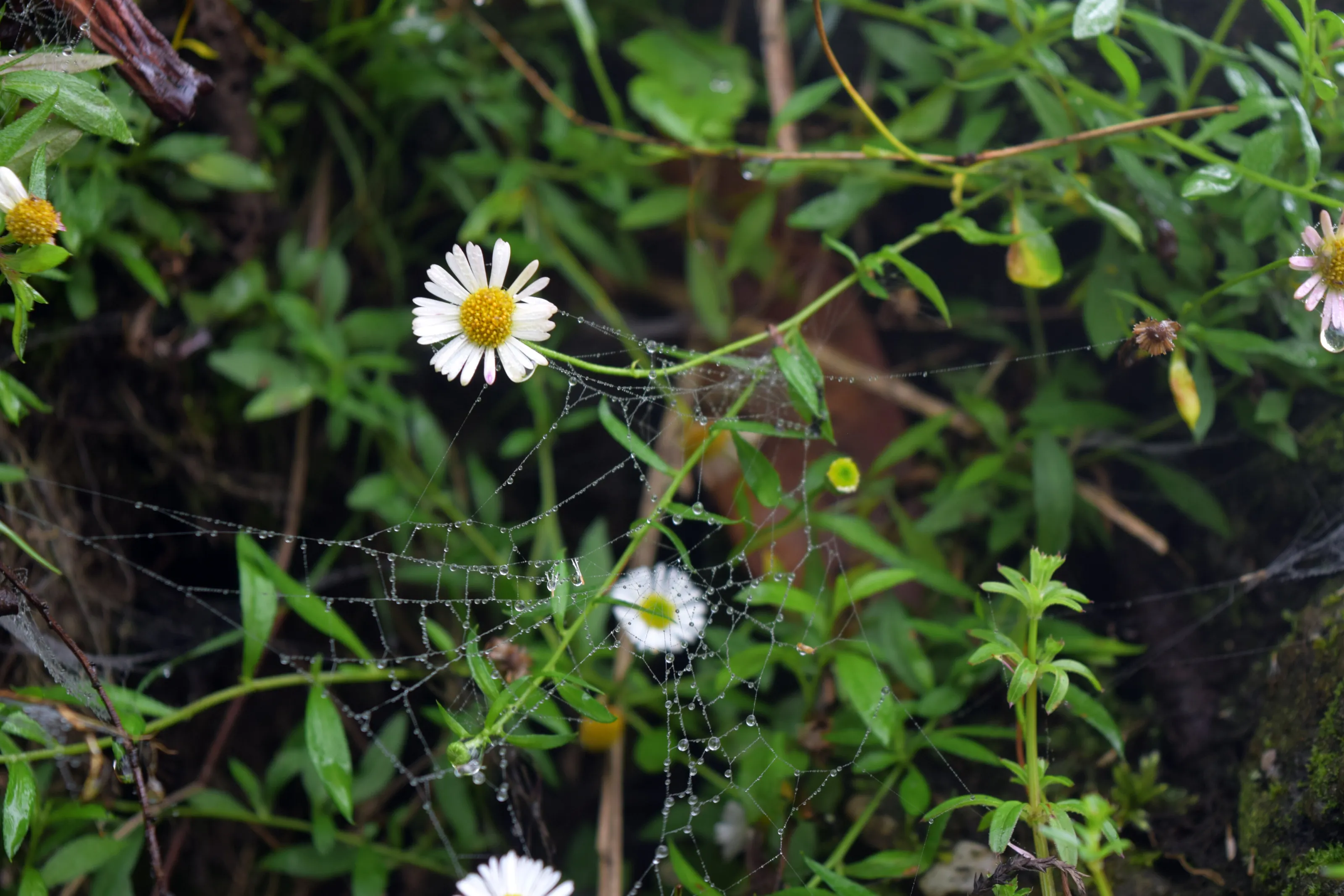 Himalayan daisy