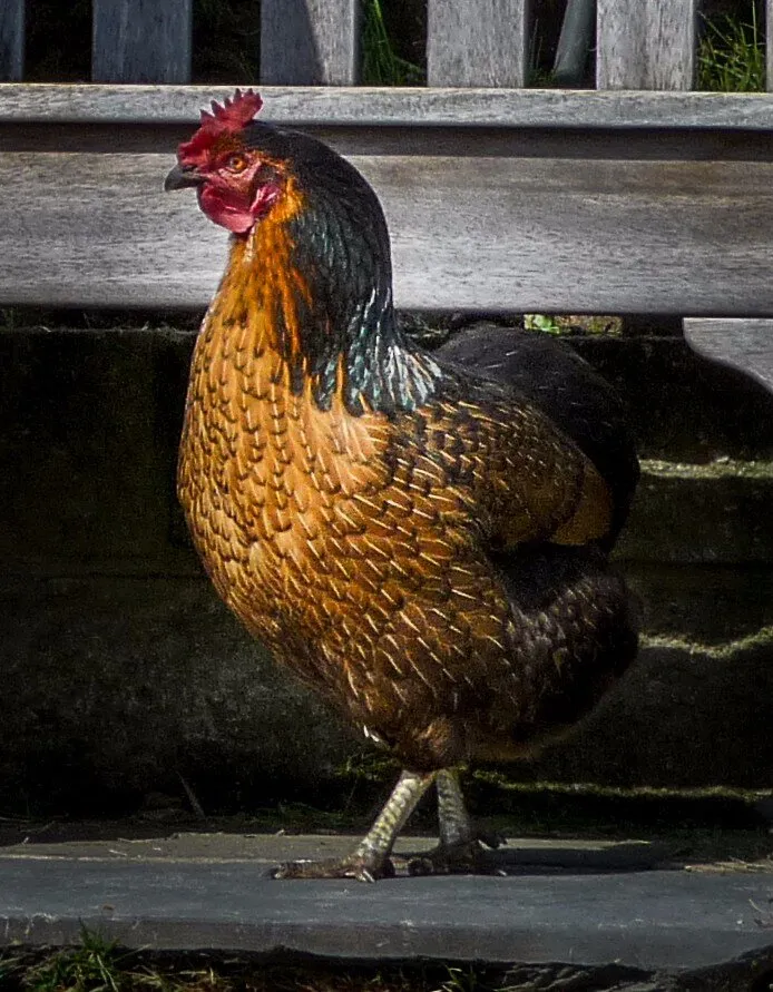 Entry 1514406
