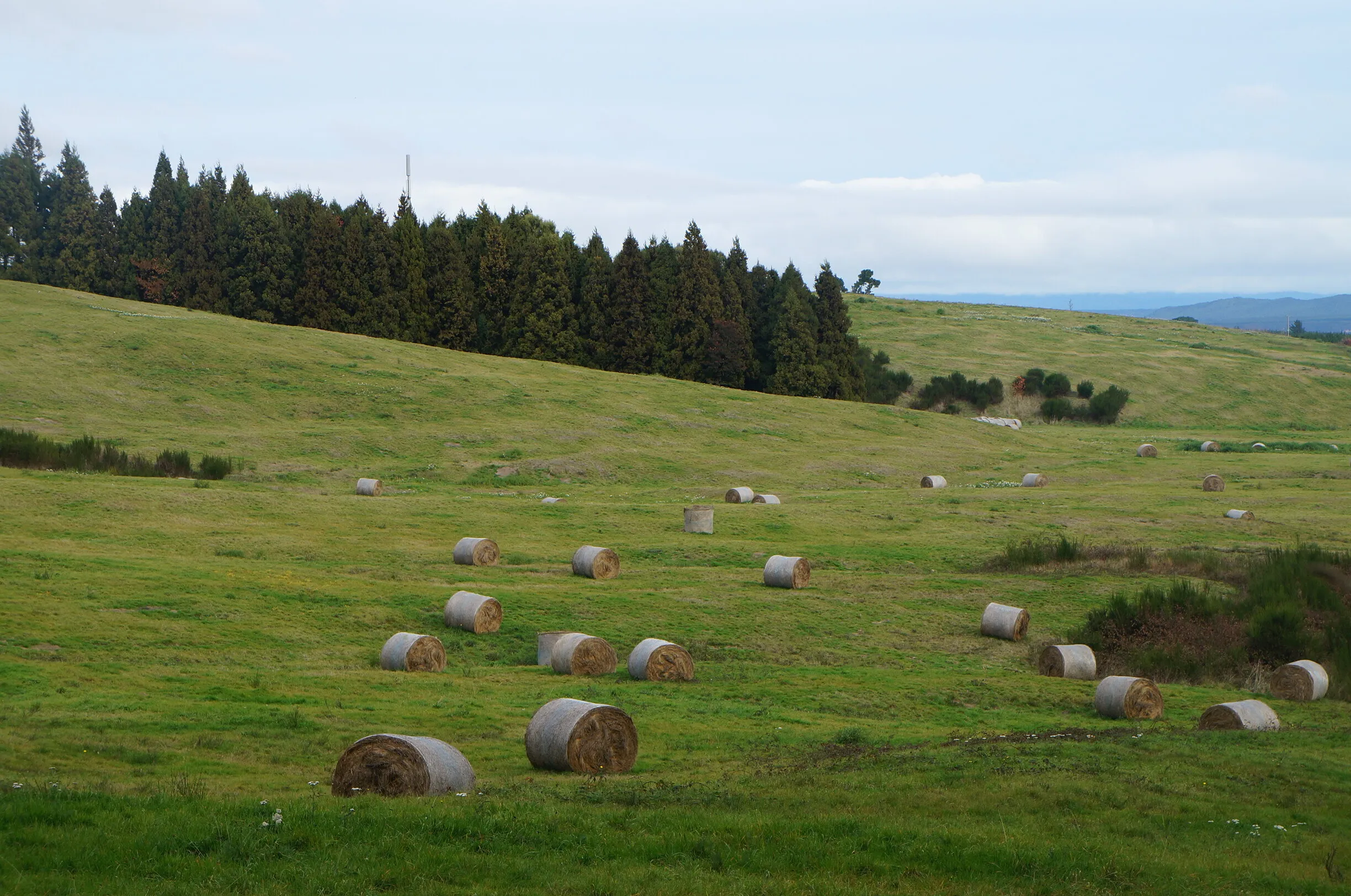Hay bales