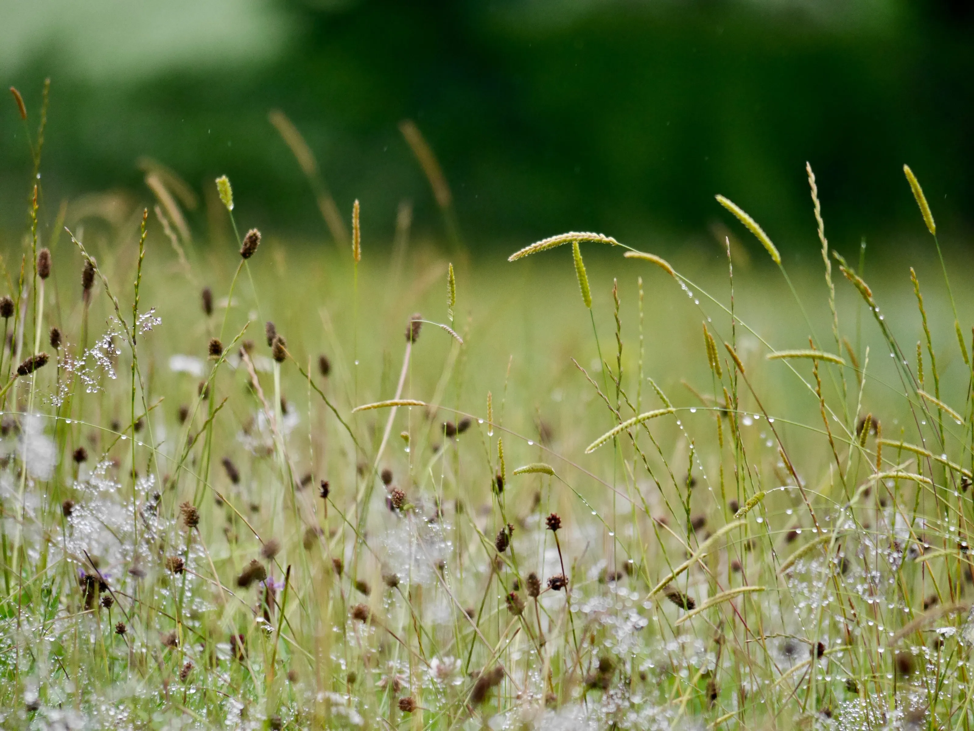 Meadow in the morning