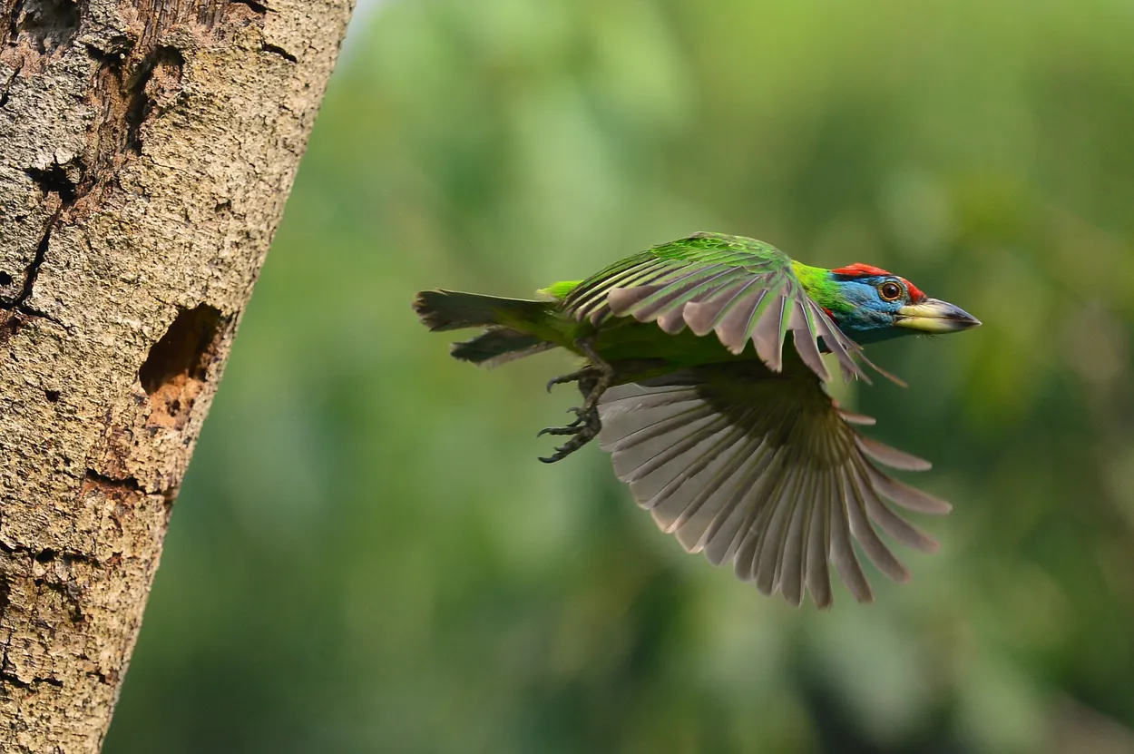 Entry 4436608
