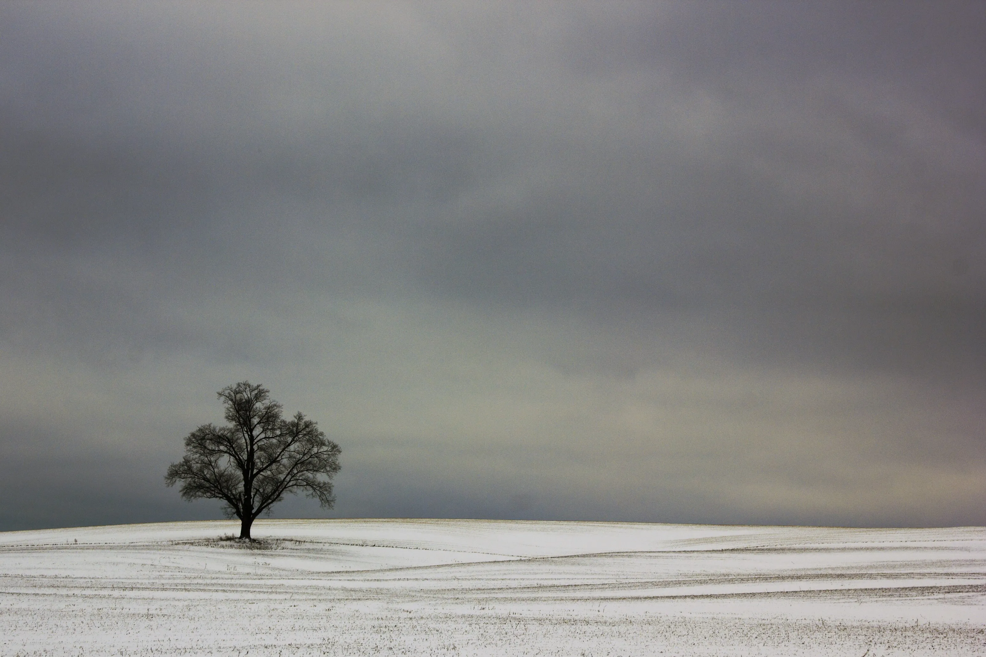 Lonely tree