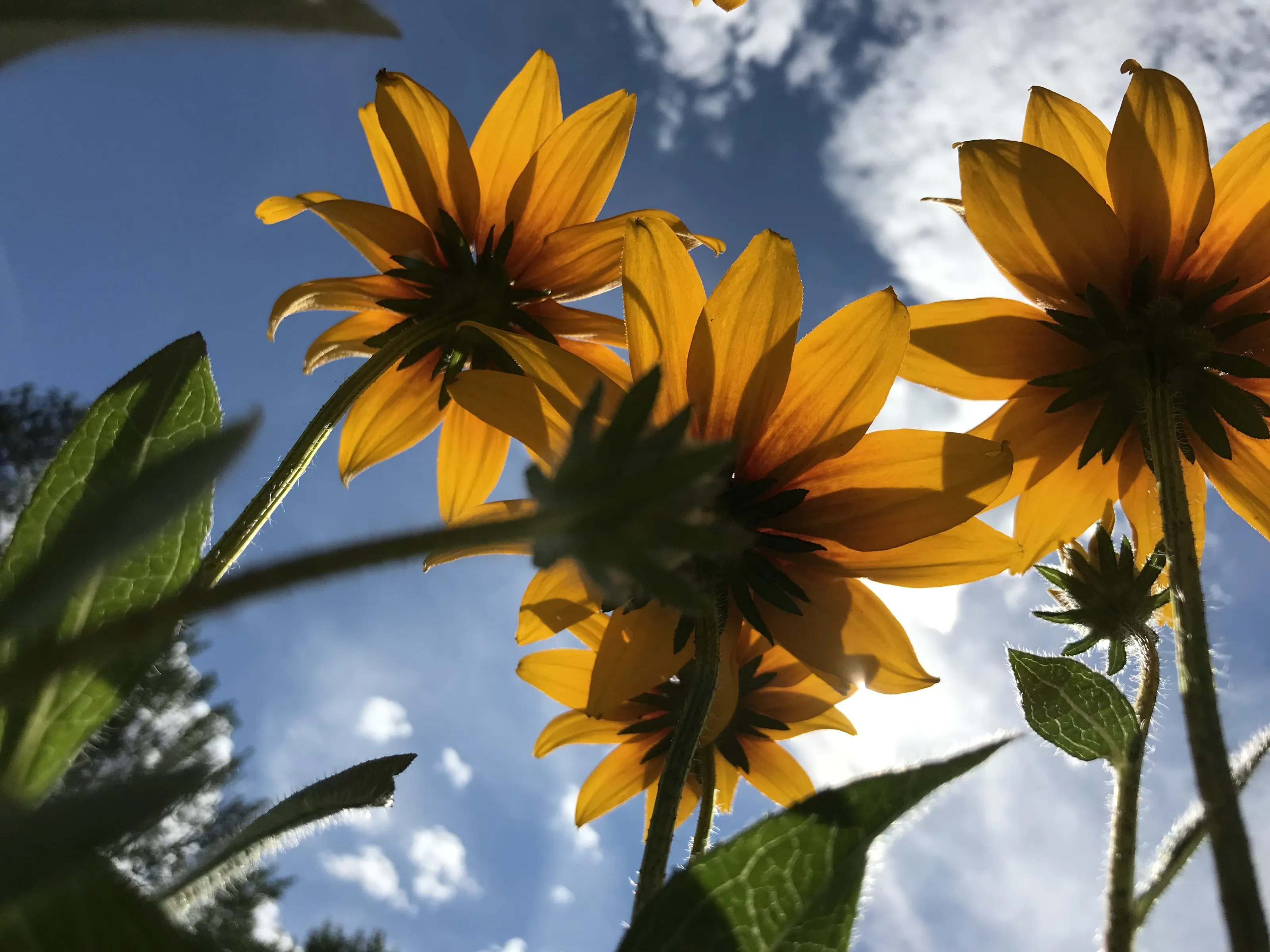 Yearning Yellows