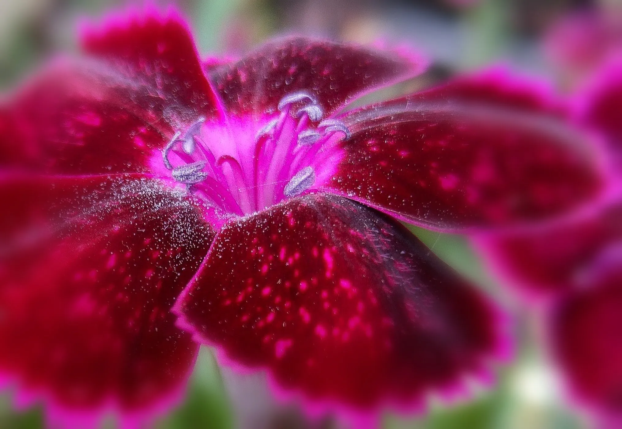 Dianthus, close up, macro