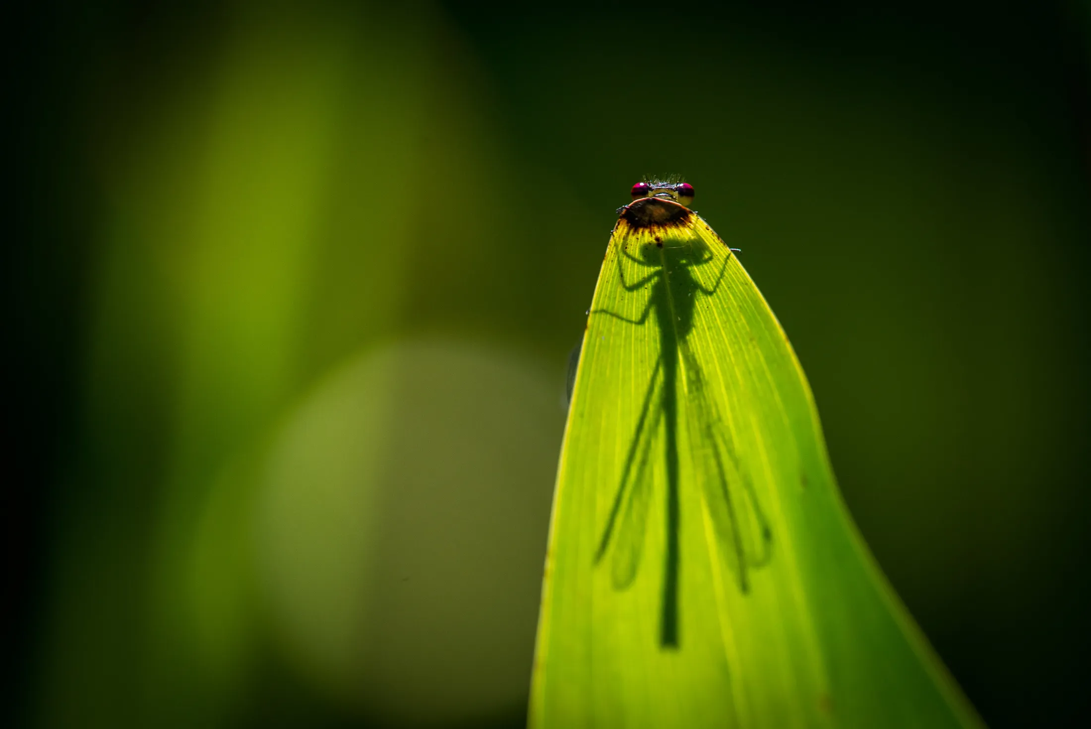 Hidden