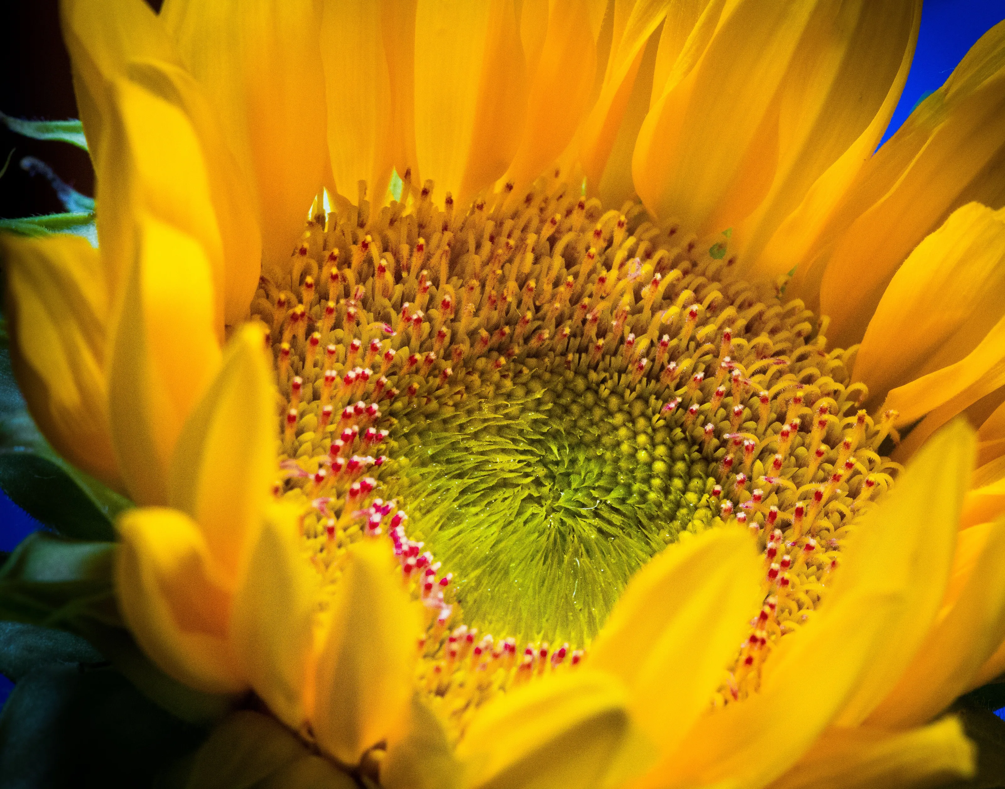 Sunflower