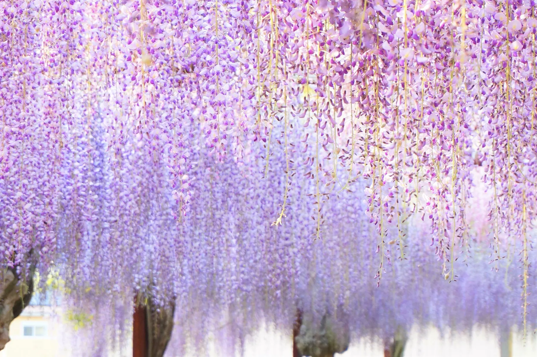wisteria