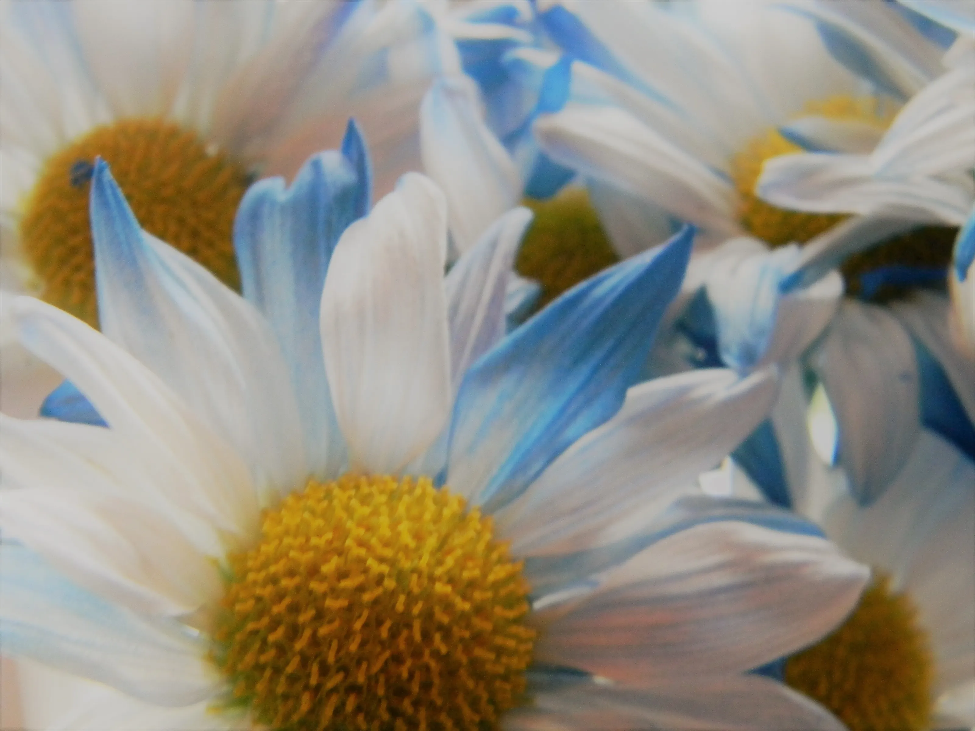 Daisies
