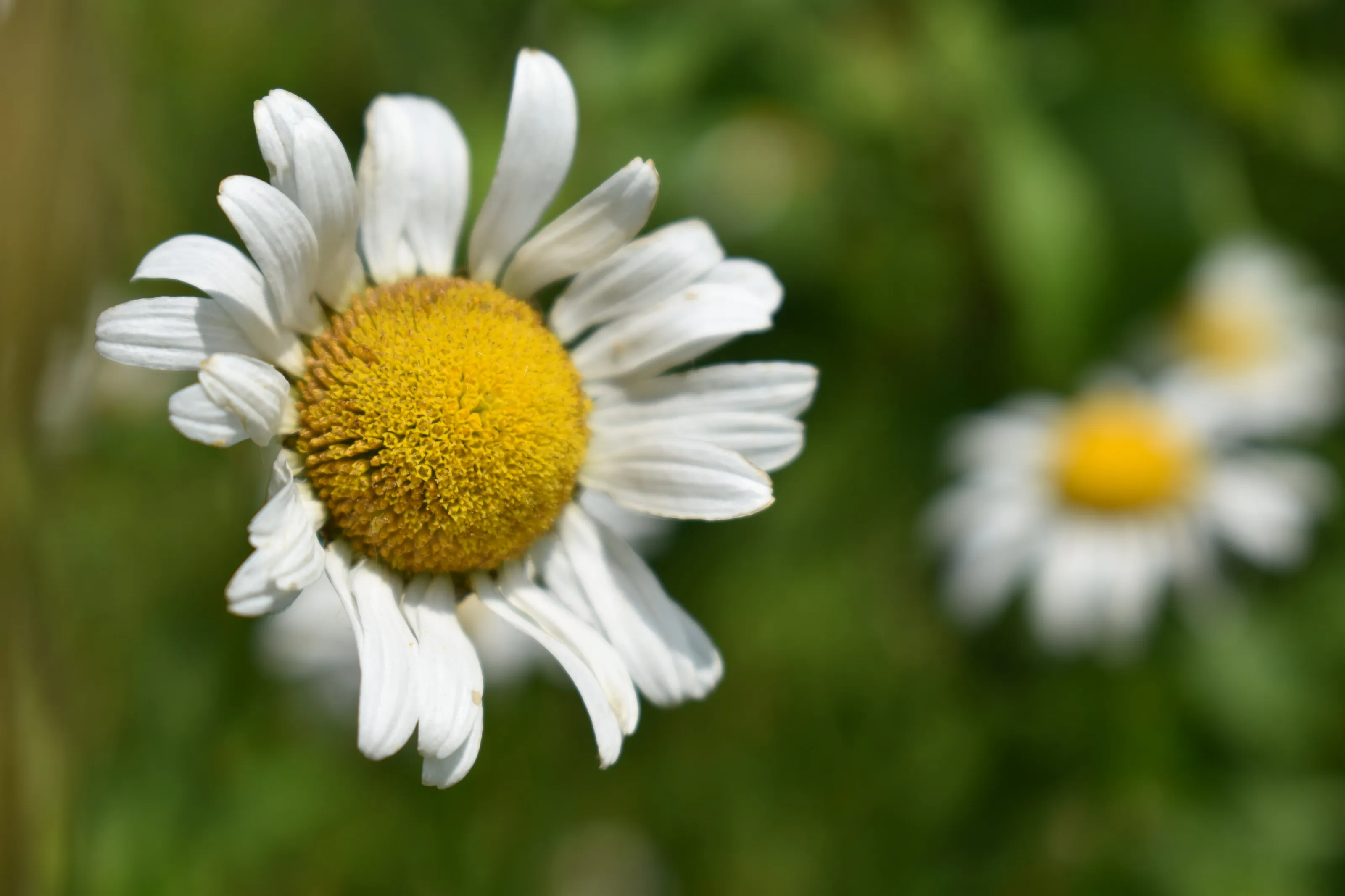 Daisy
