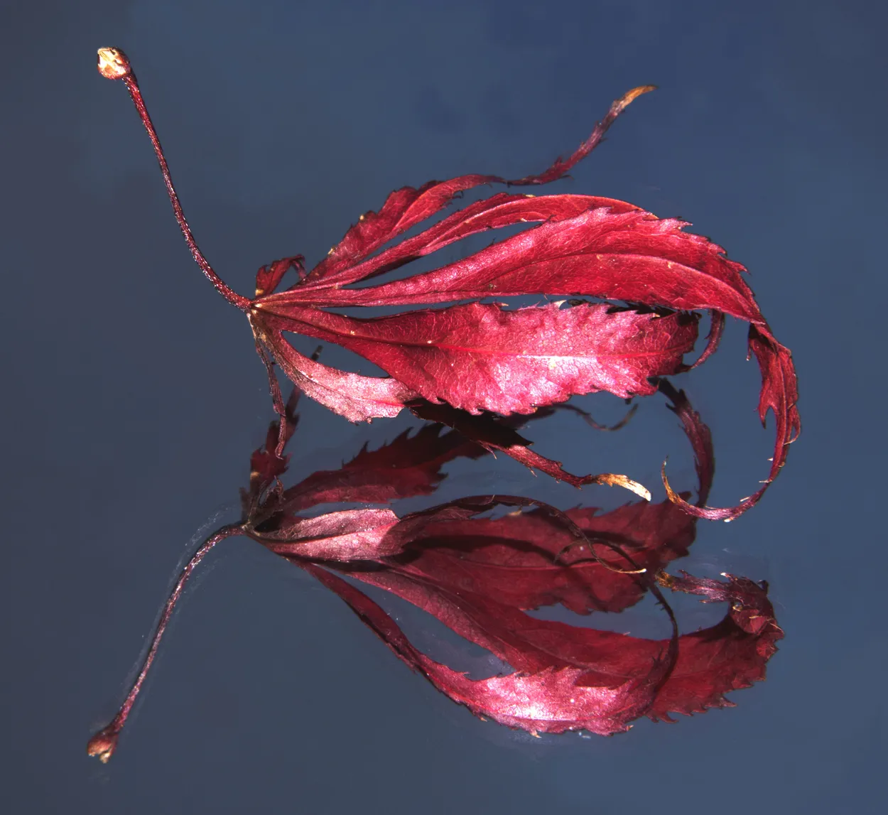 Entry 6640199