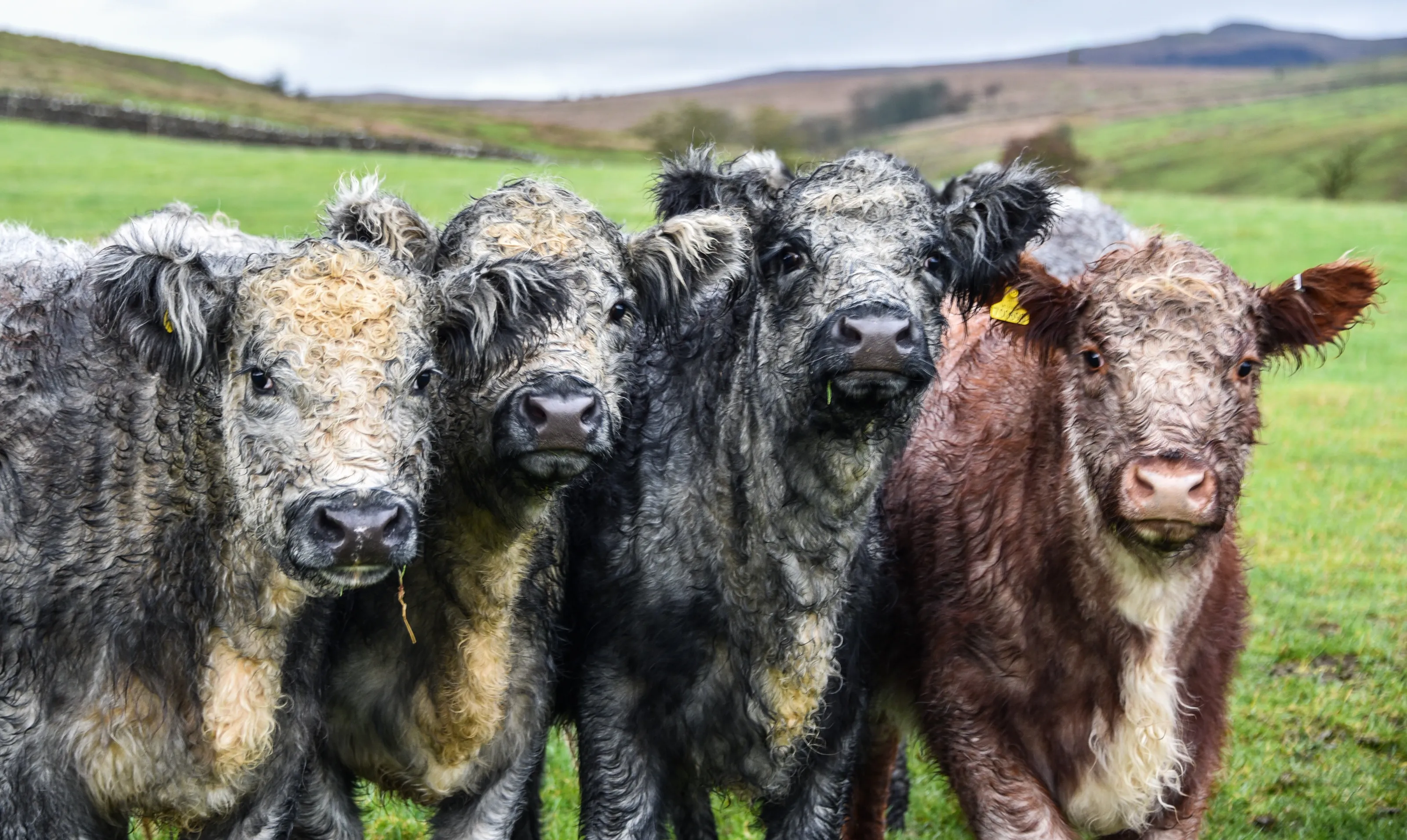 Hardy beef heifers