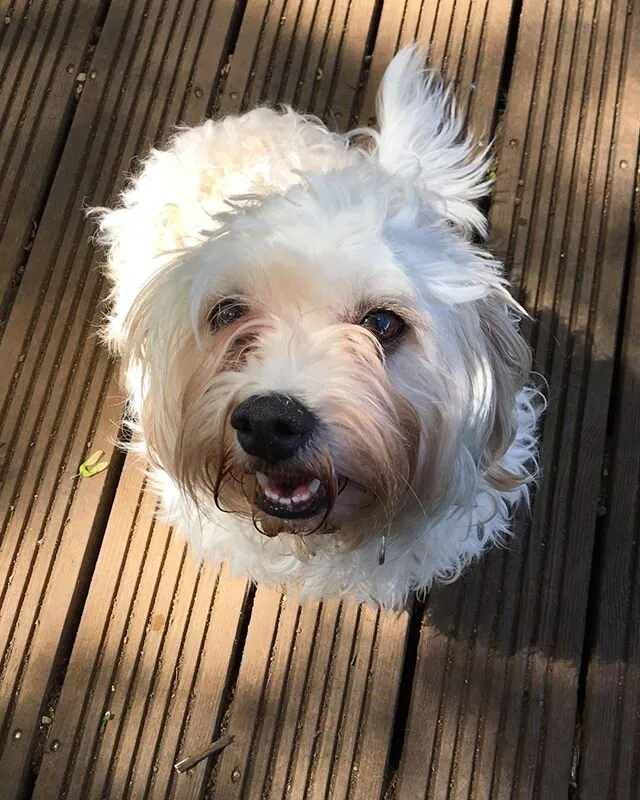 Daisy dog