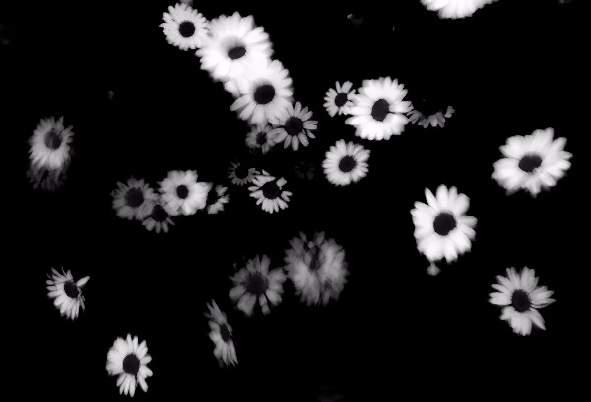 Crazy daisy