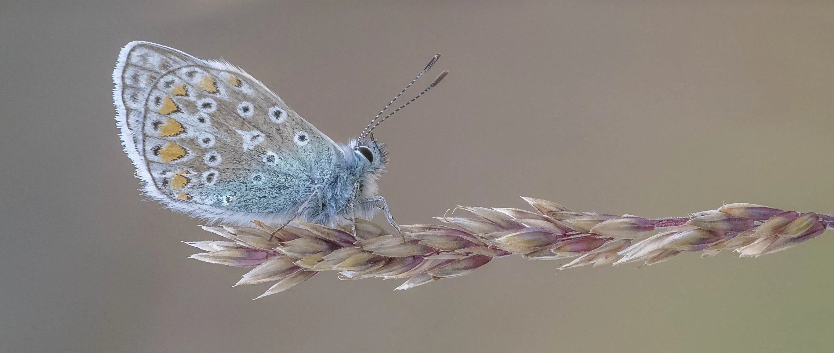 Common Blue.