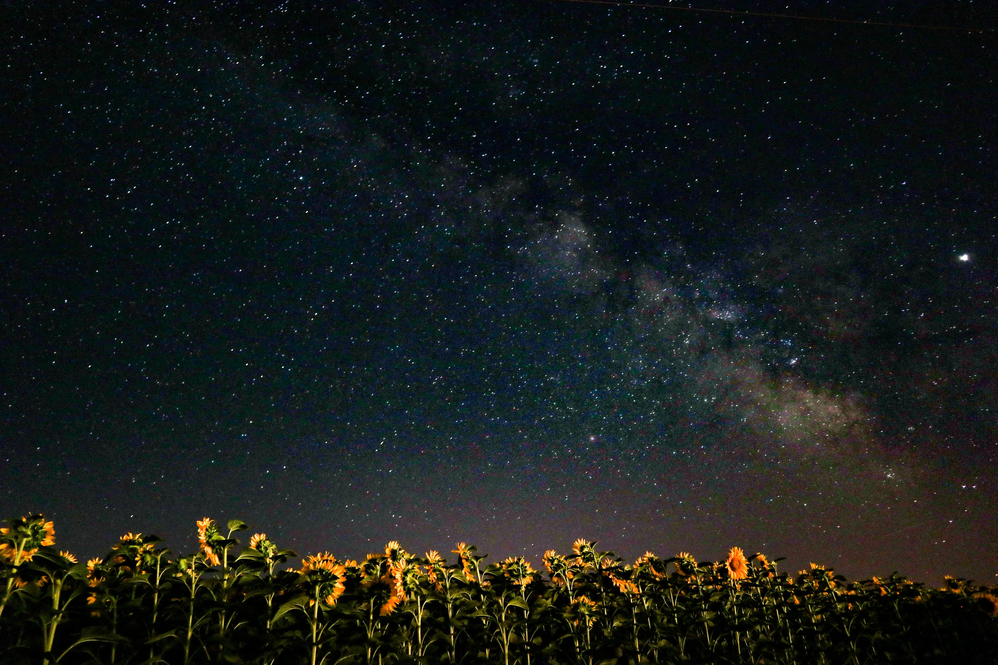 Sunflower fields