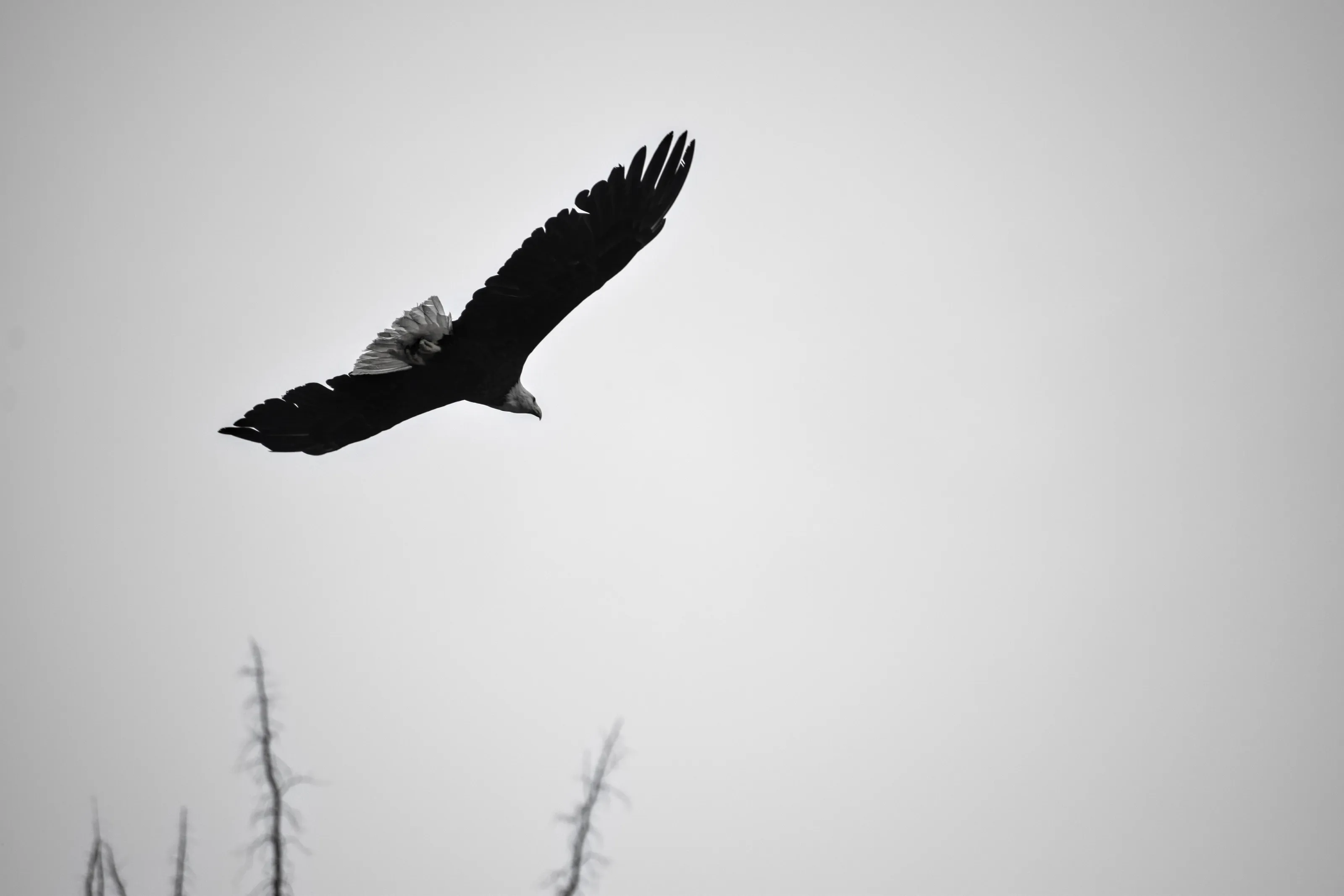 Flying away from people