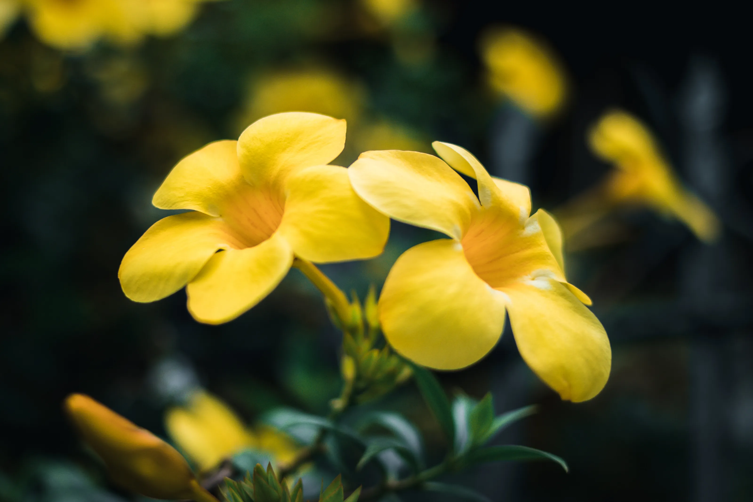 Blooming in Yellow