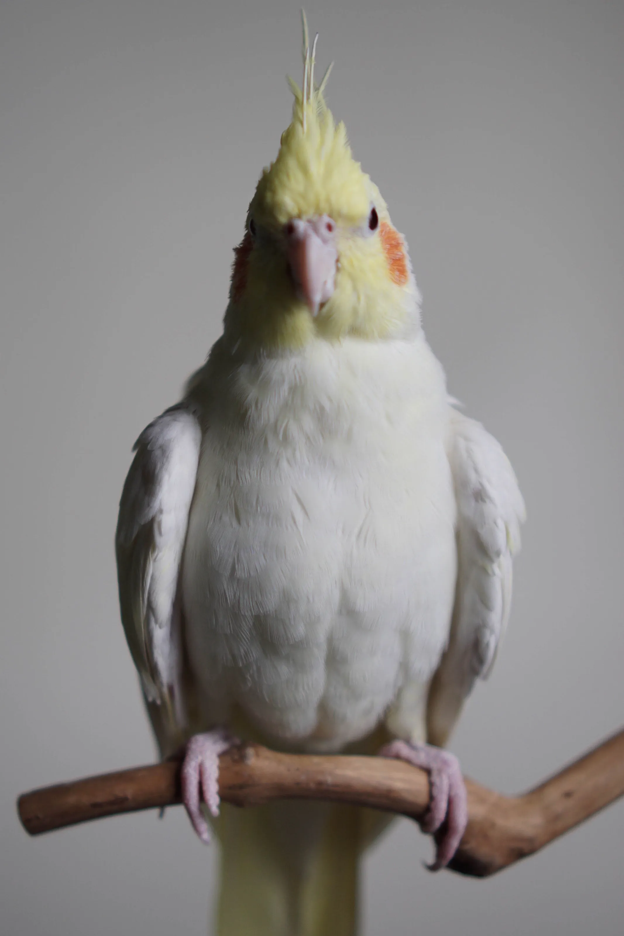 Eggy Fierce