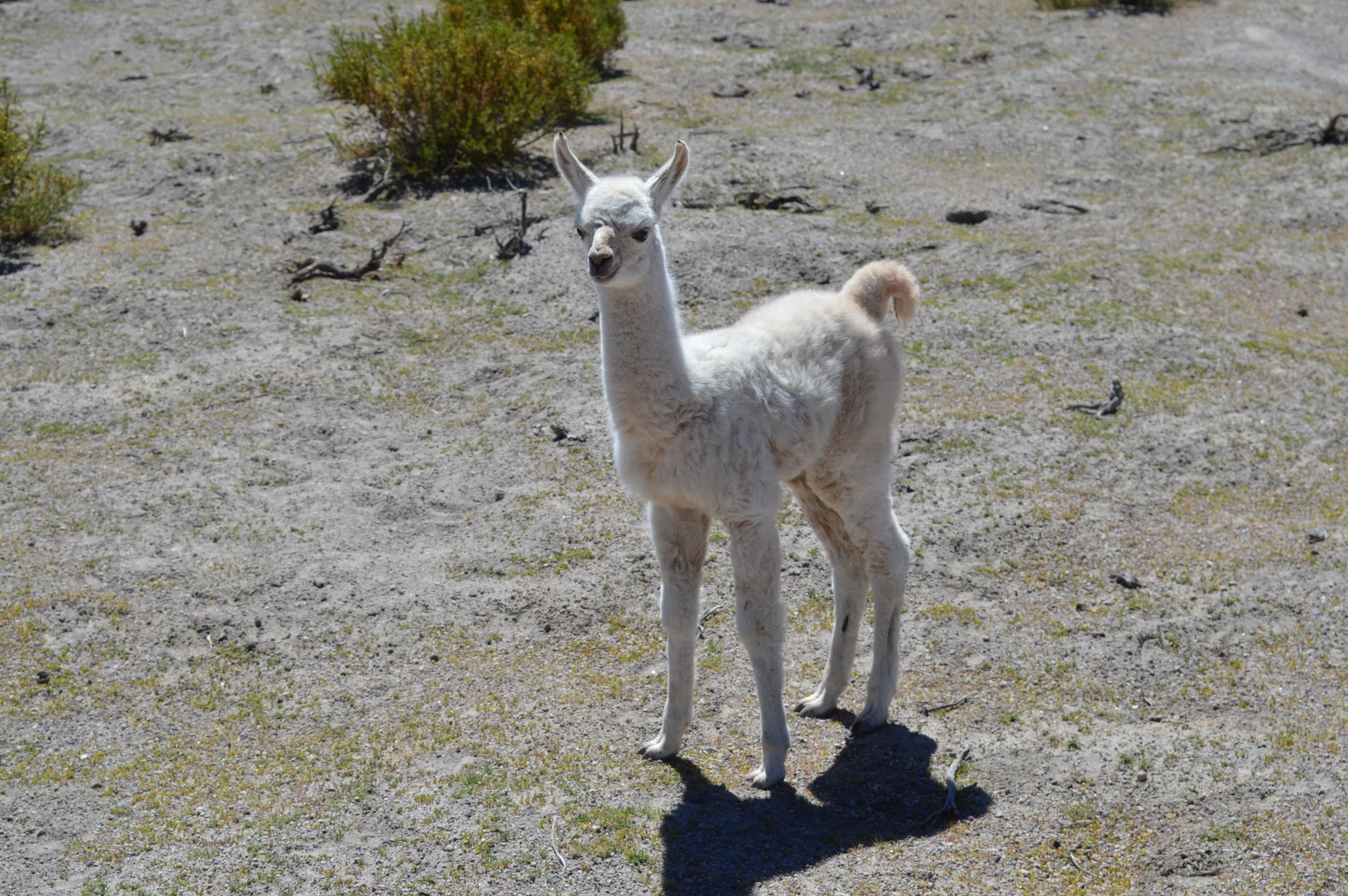 Baby llama in Bolivia: a mysterious beauty