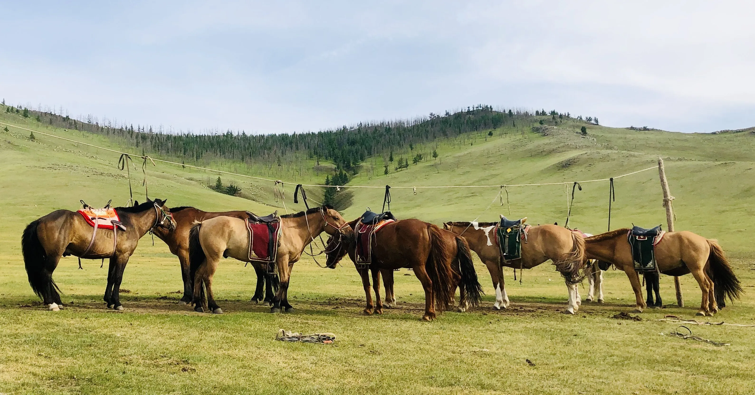 Band of horses