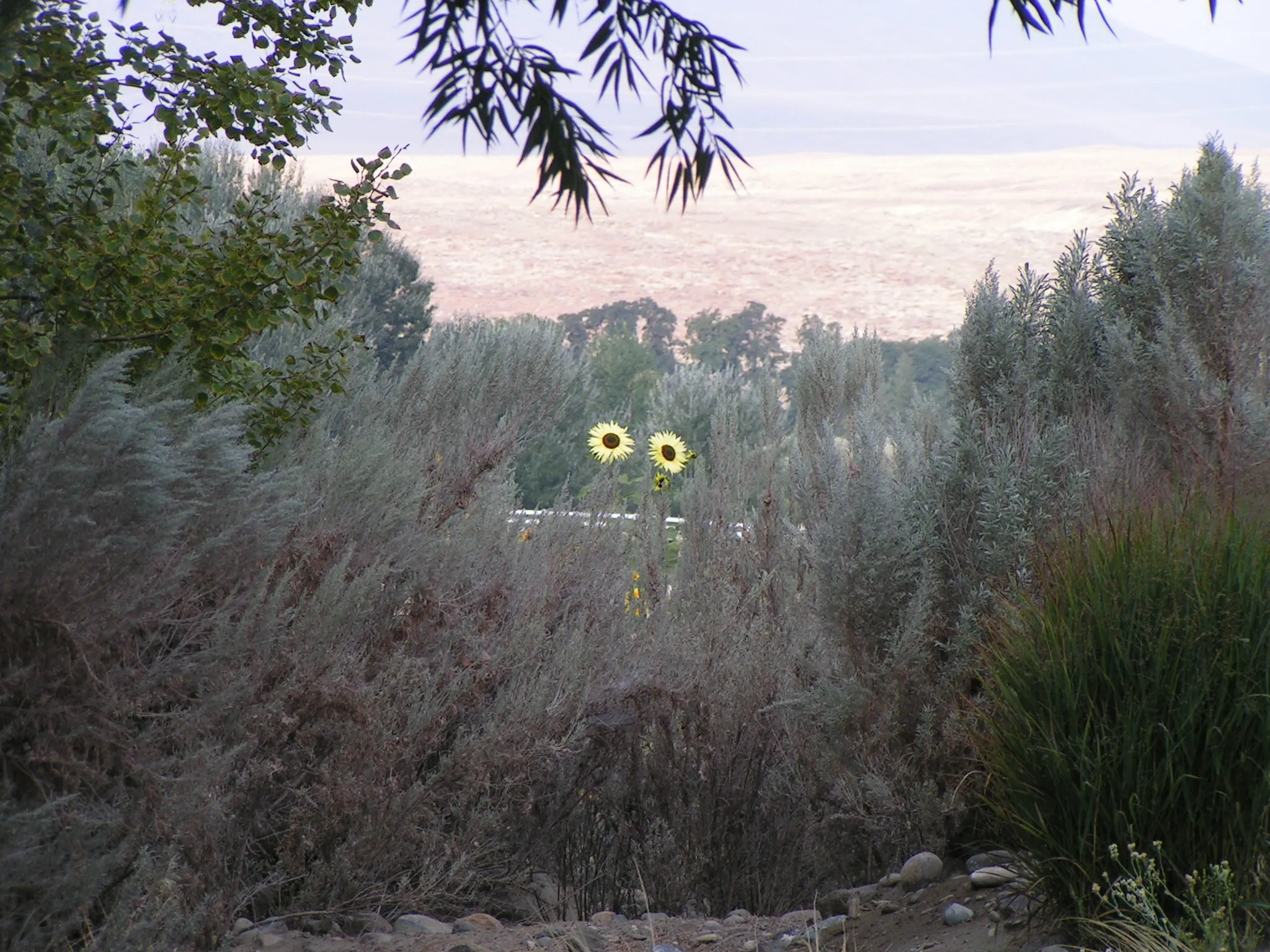 Banner image