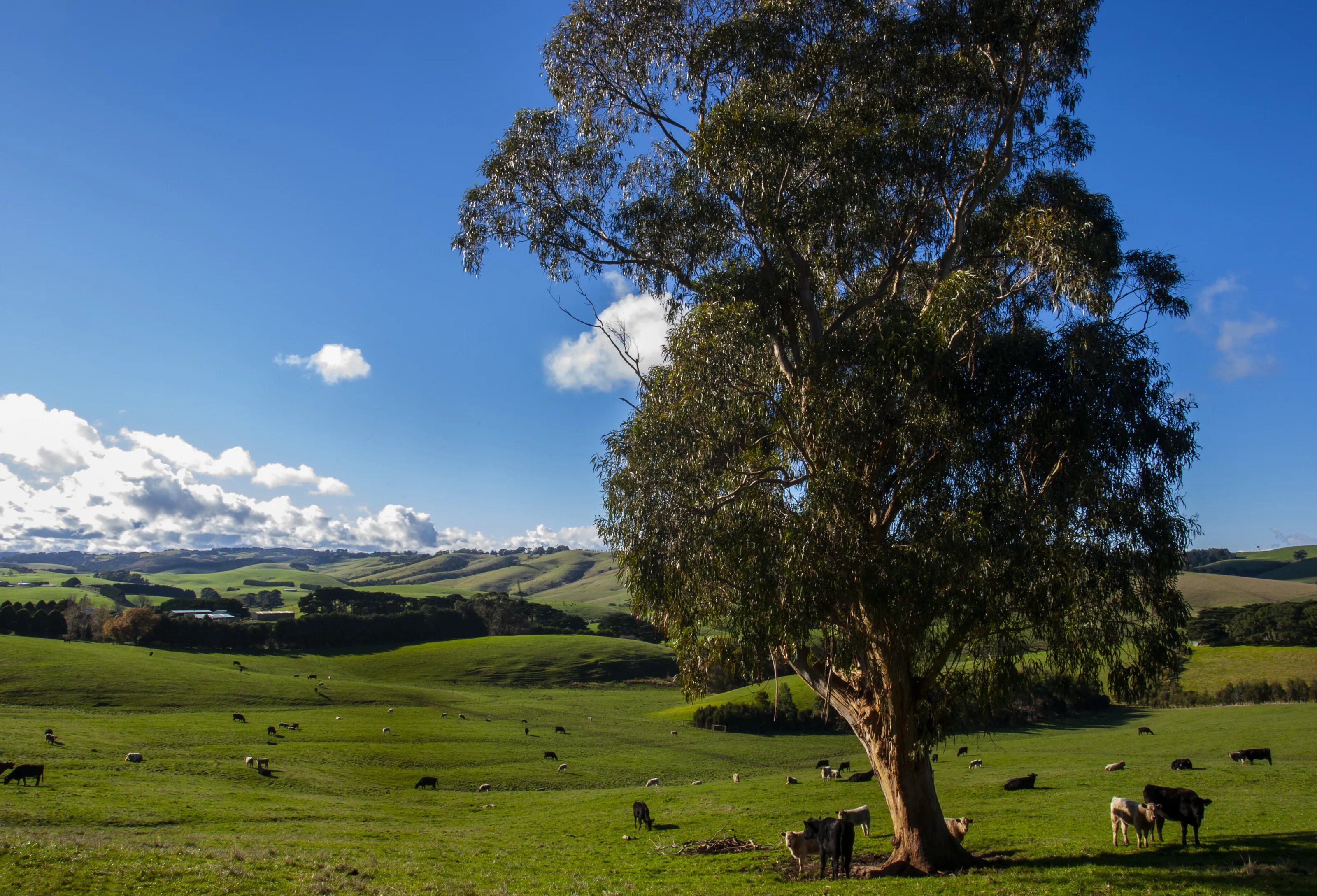 Hills, Cows & A Tree