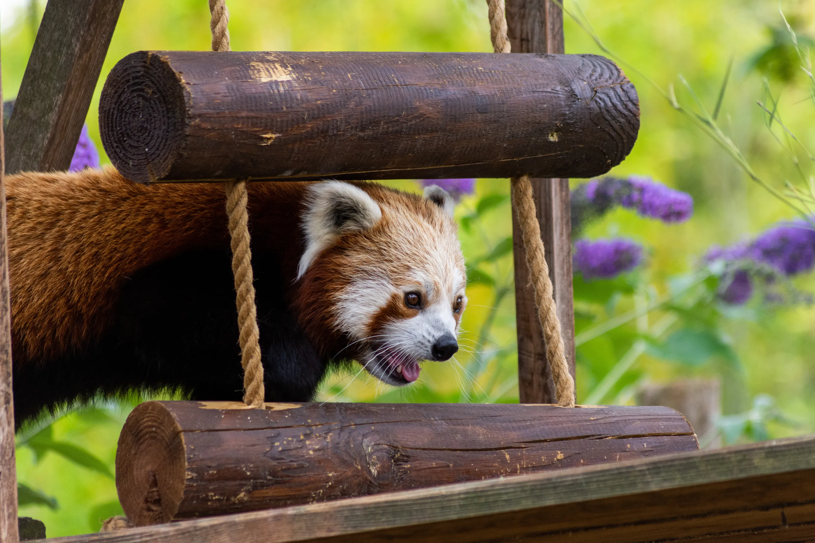Red Panda