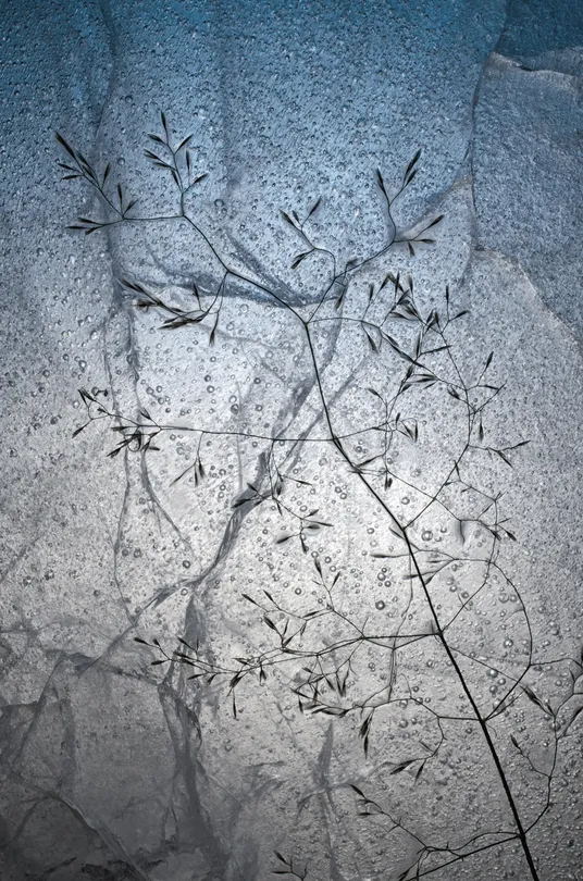 Frozen grass