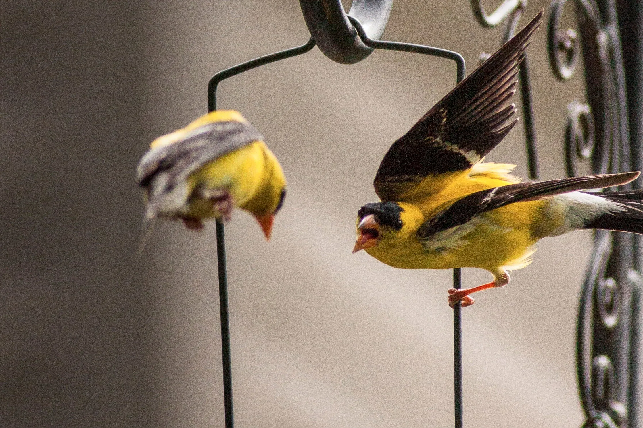 This is my feeder