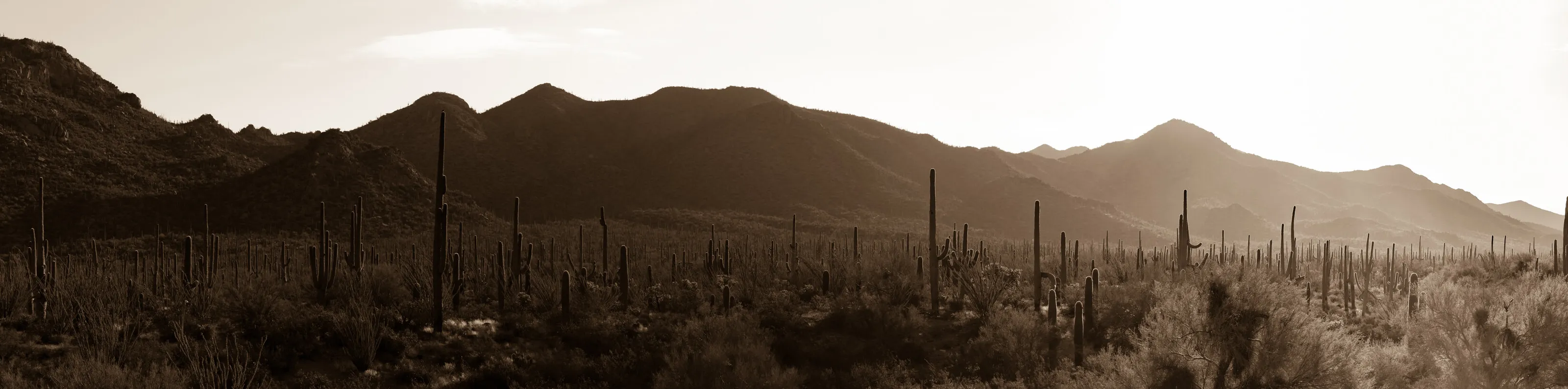 Desert Dream