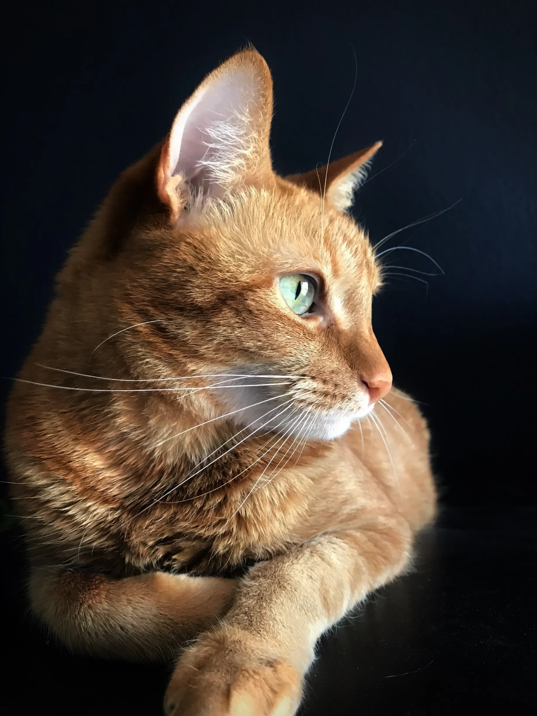 Everything the light touches is ours