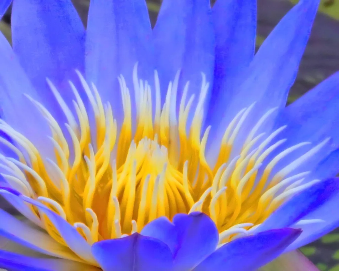 Flaming Lilly