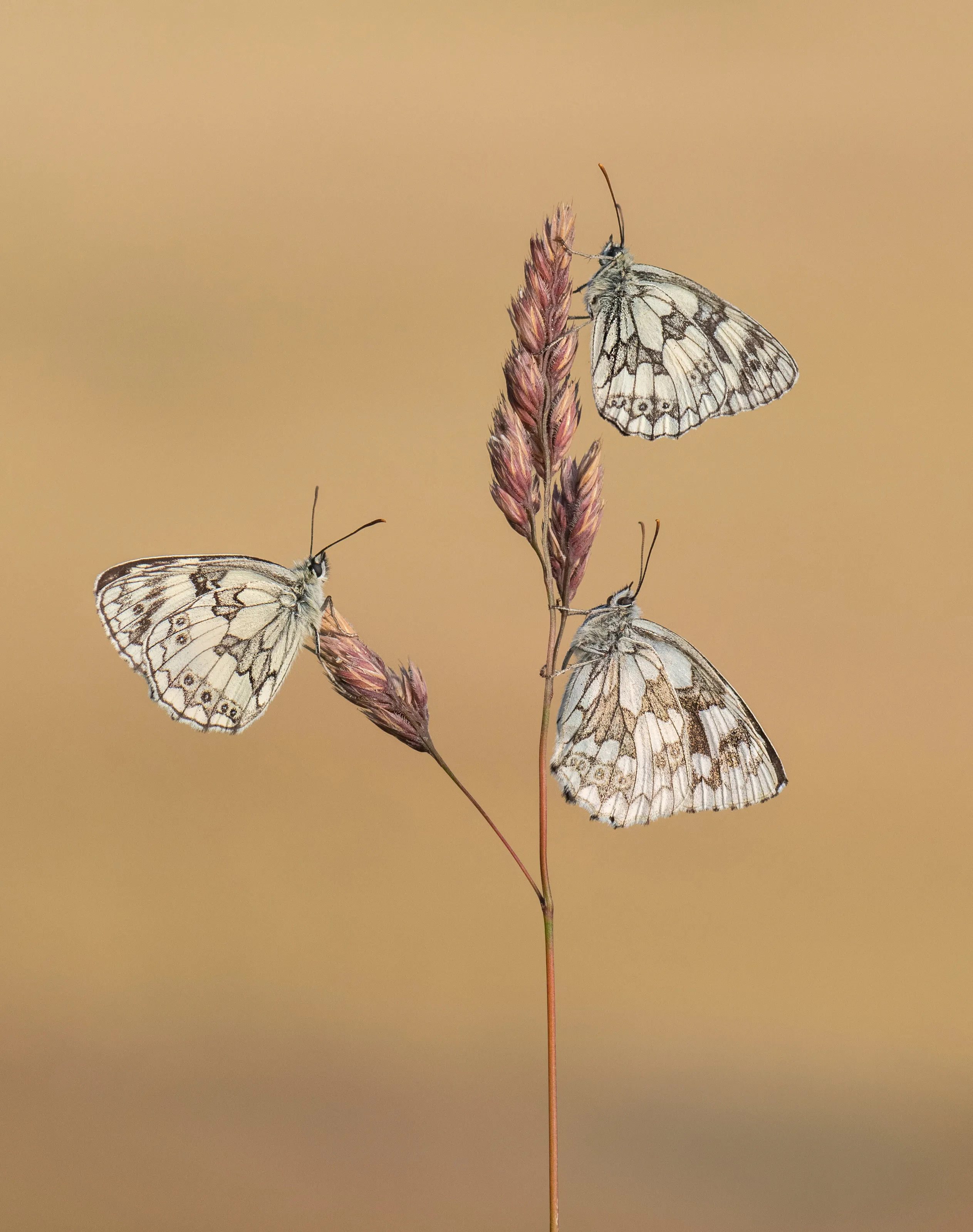 Three Marbled Whites