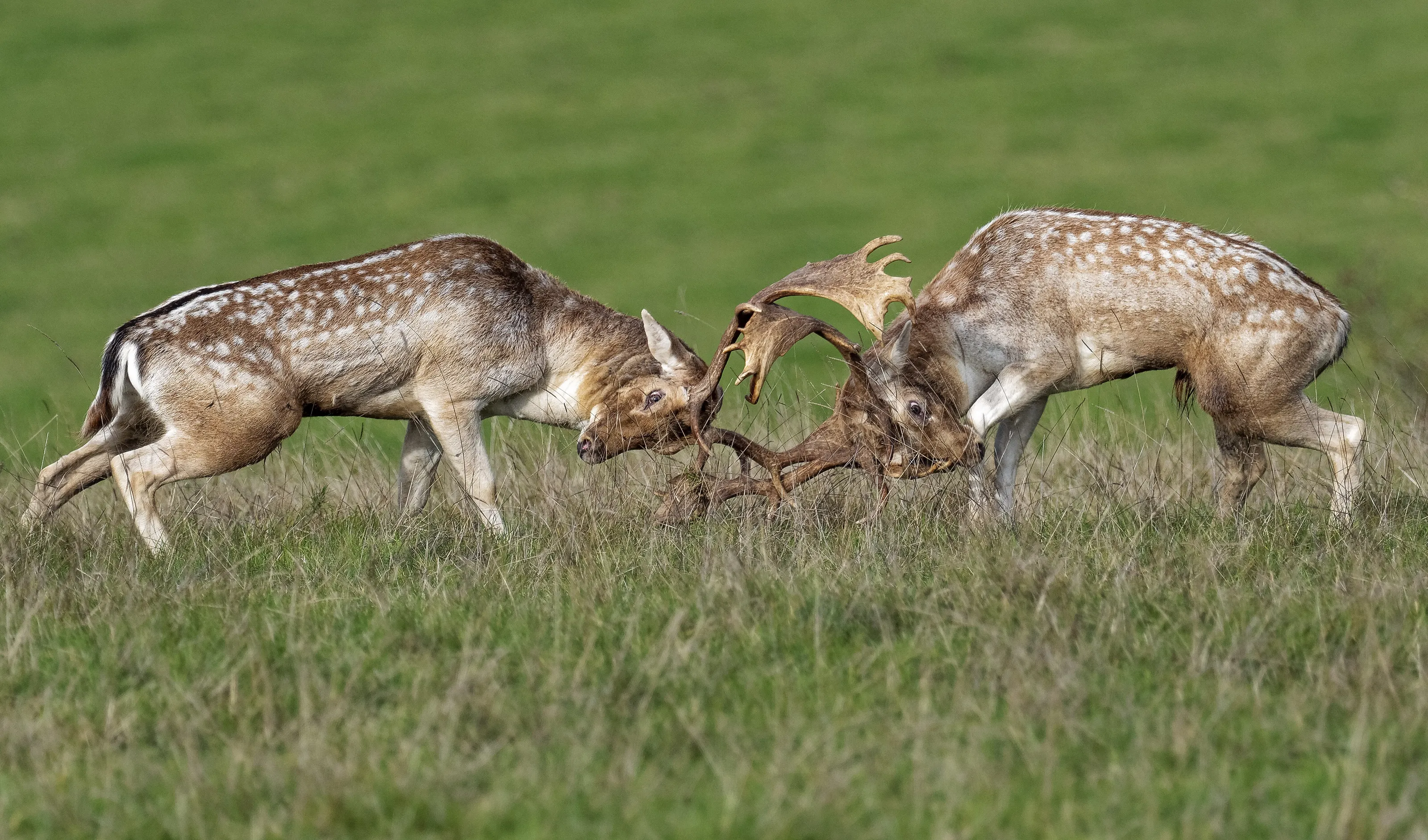 In the Rut