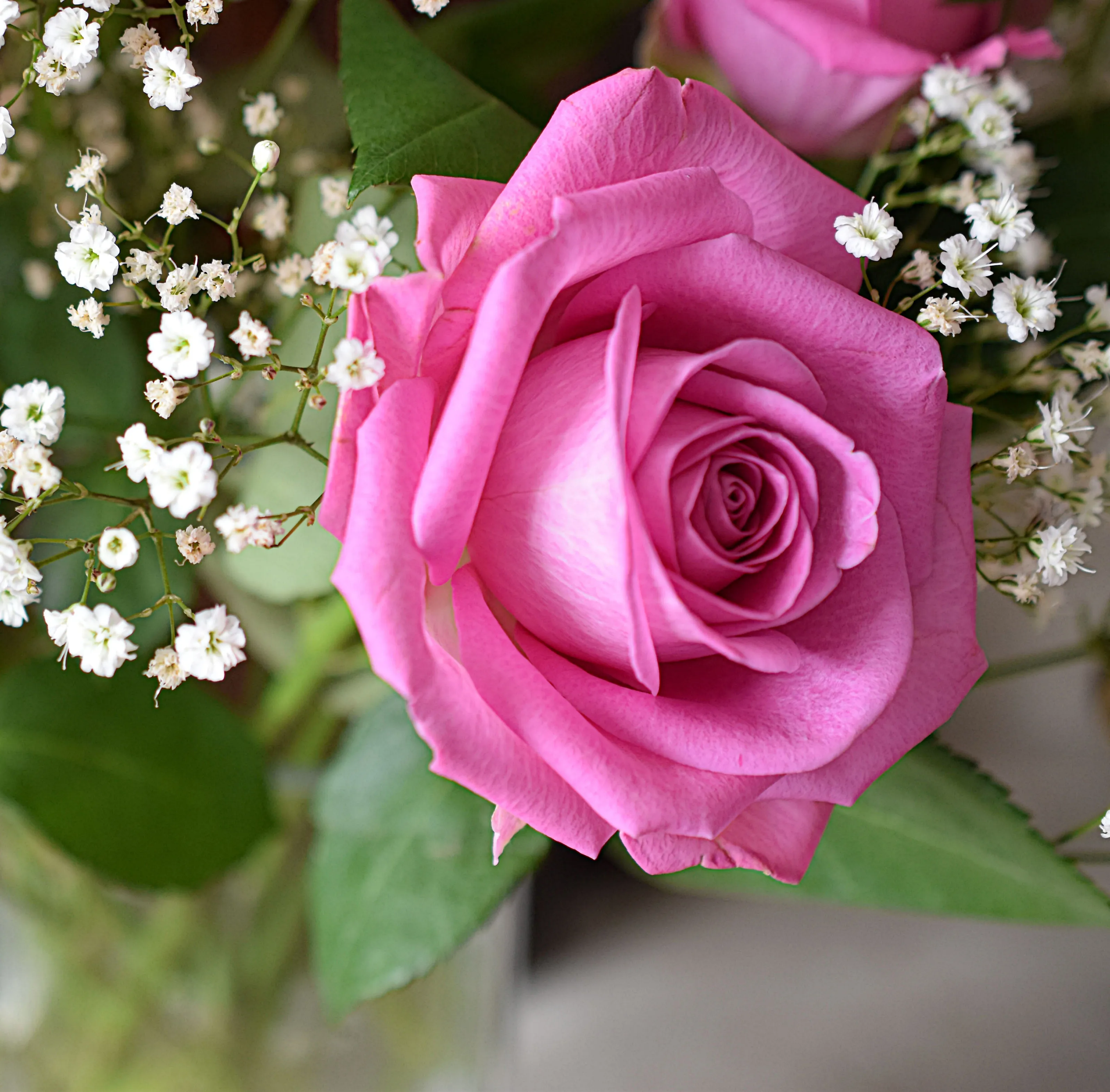 Only a Rose!