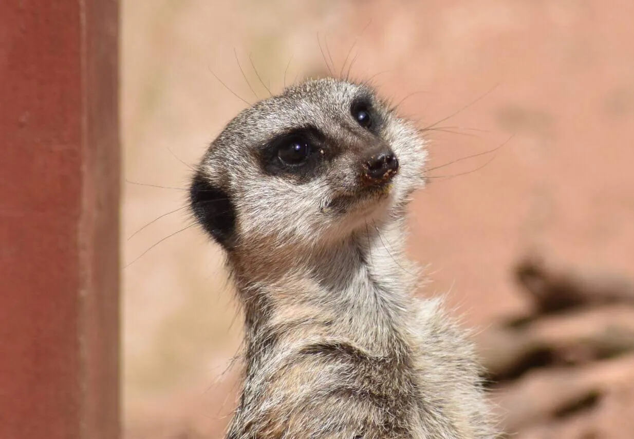 Meerkat