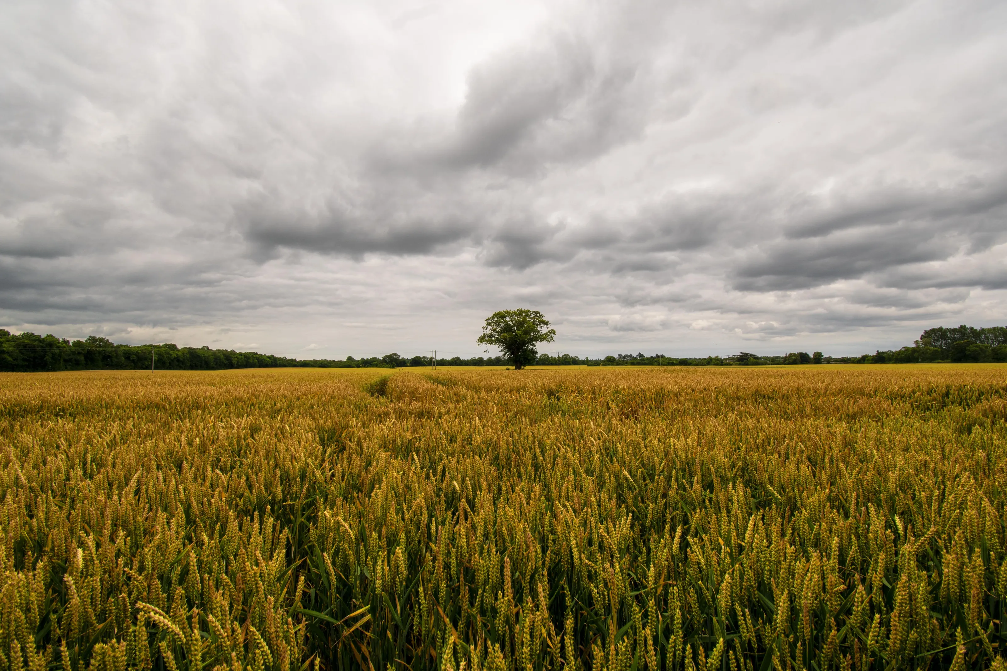 yellow field on a cloudy day