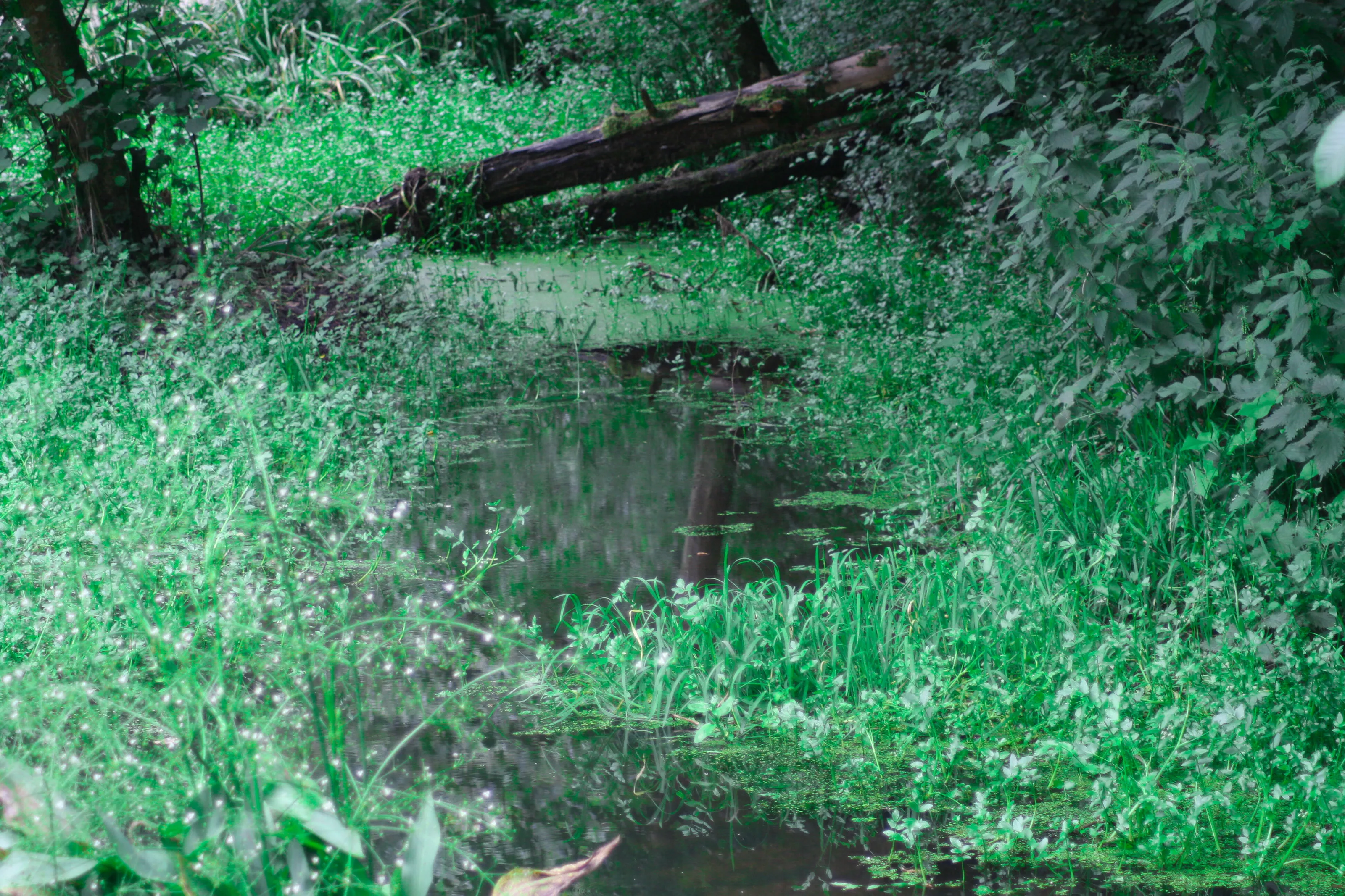 Secluded Woodland