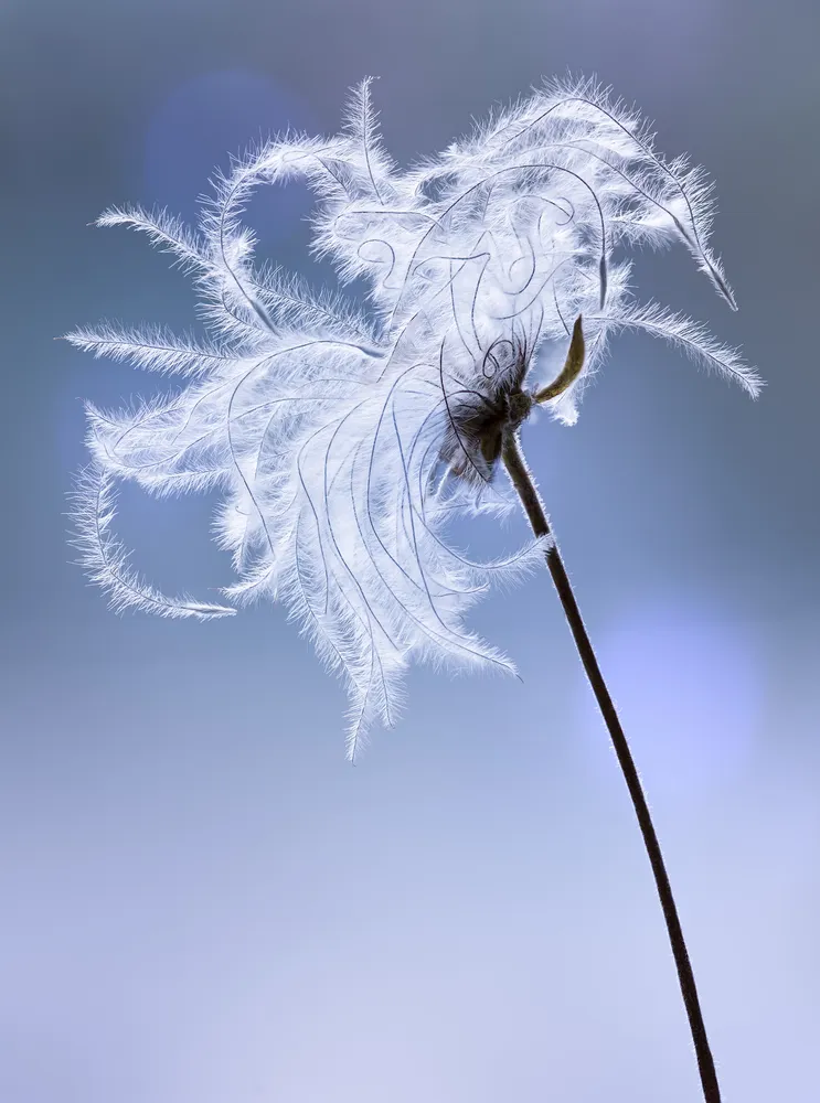 Pulsatilla feathery plume