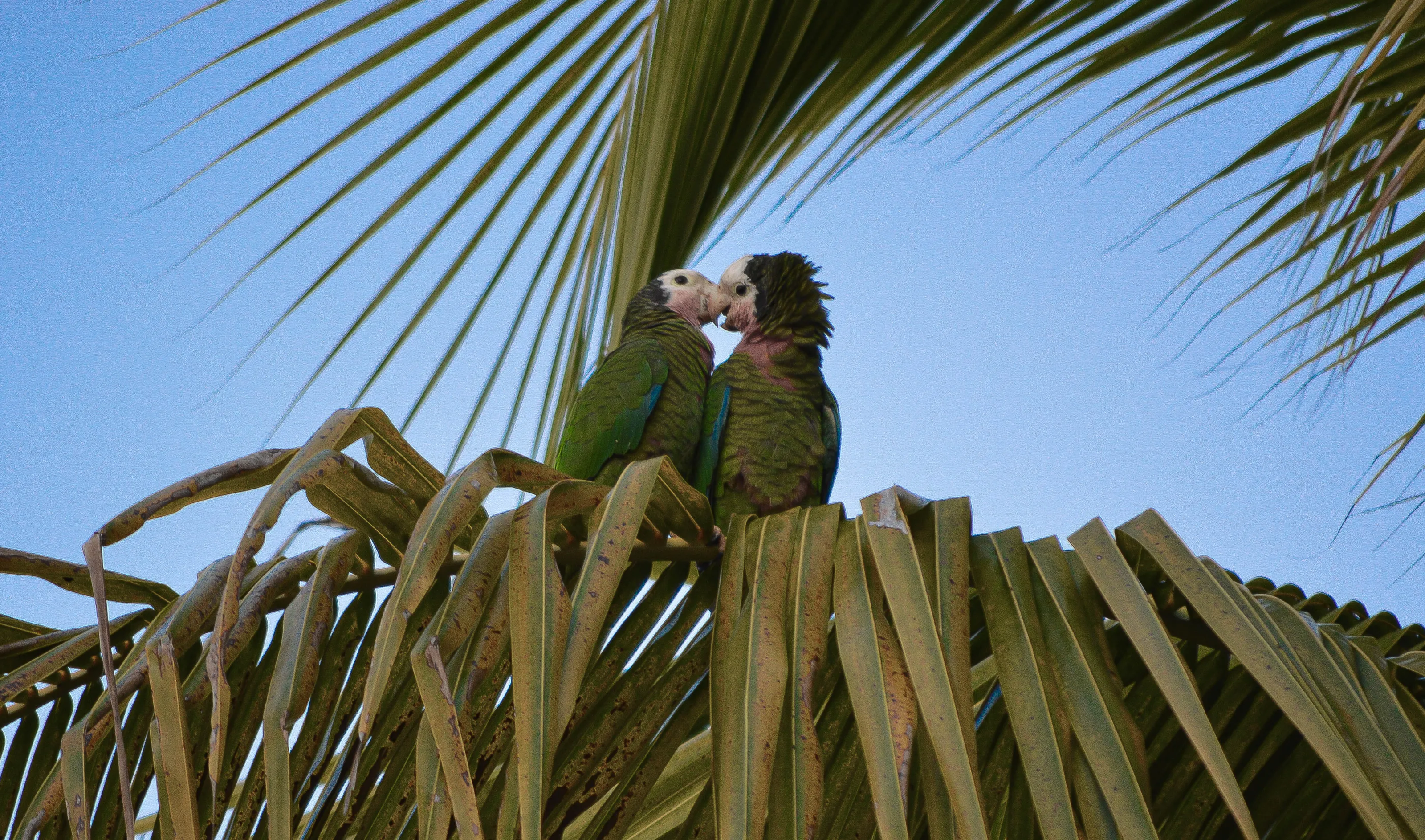 Love Birds