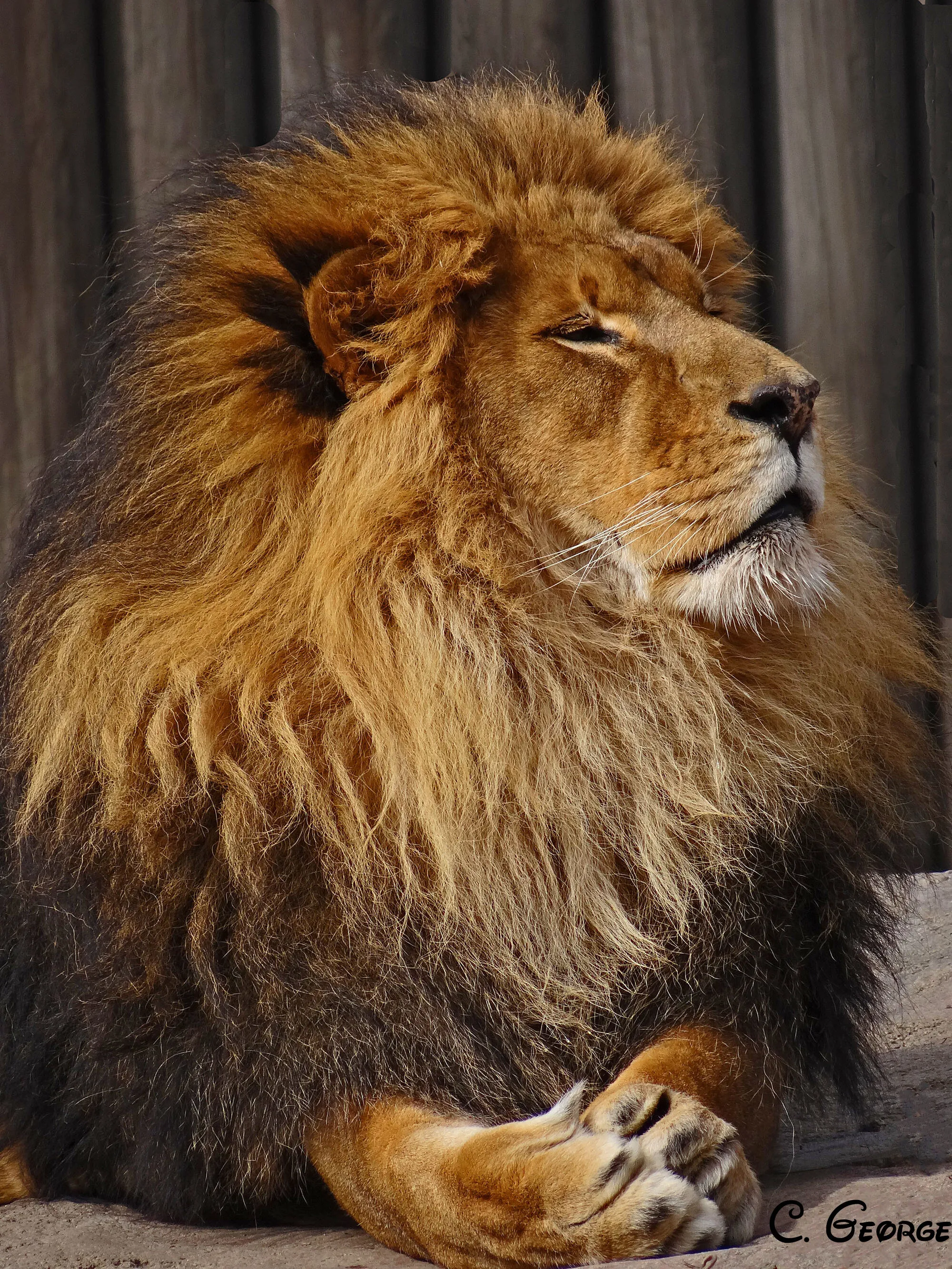 King of the Jungle