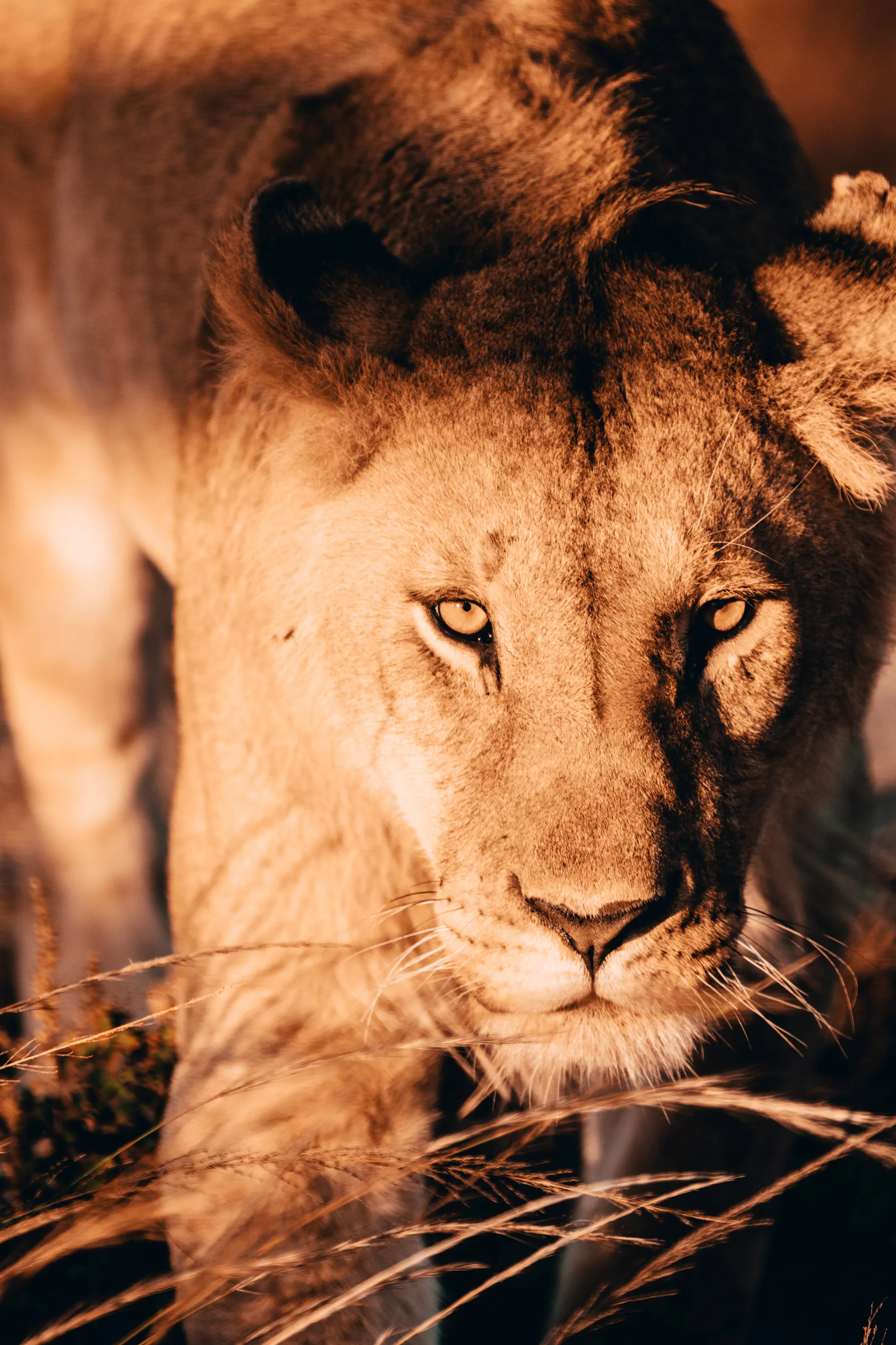 Hunting lion