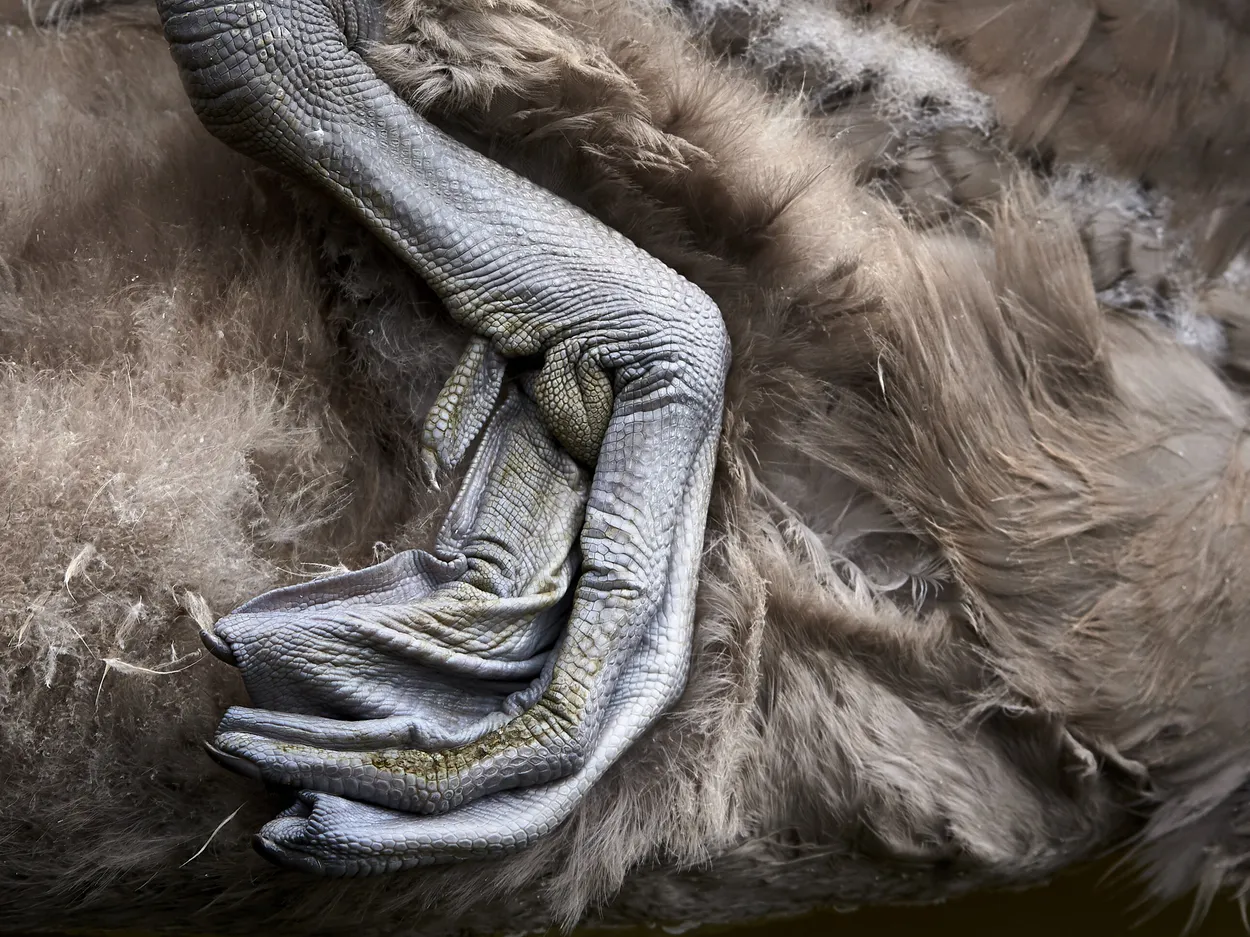 Cygnet Skin