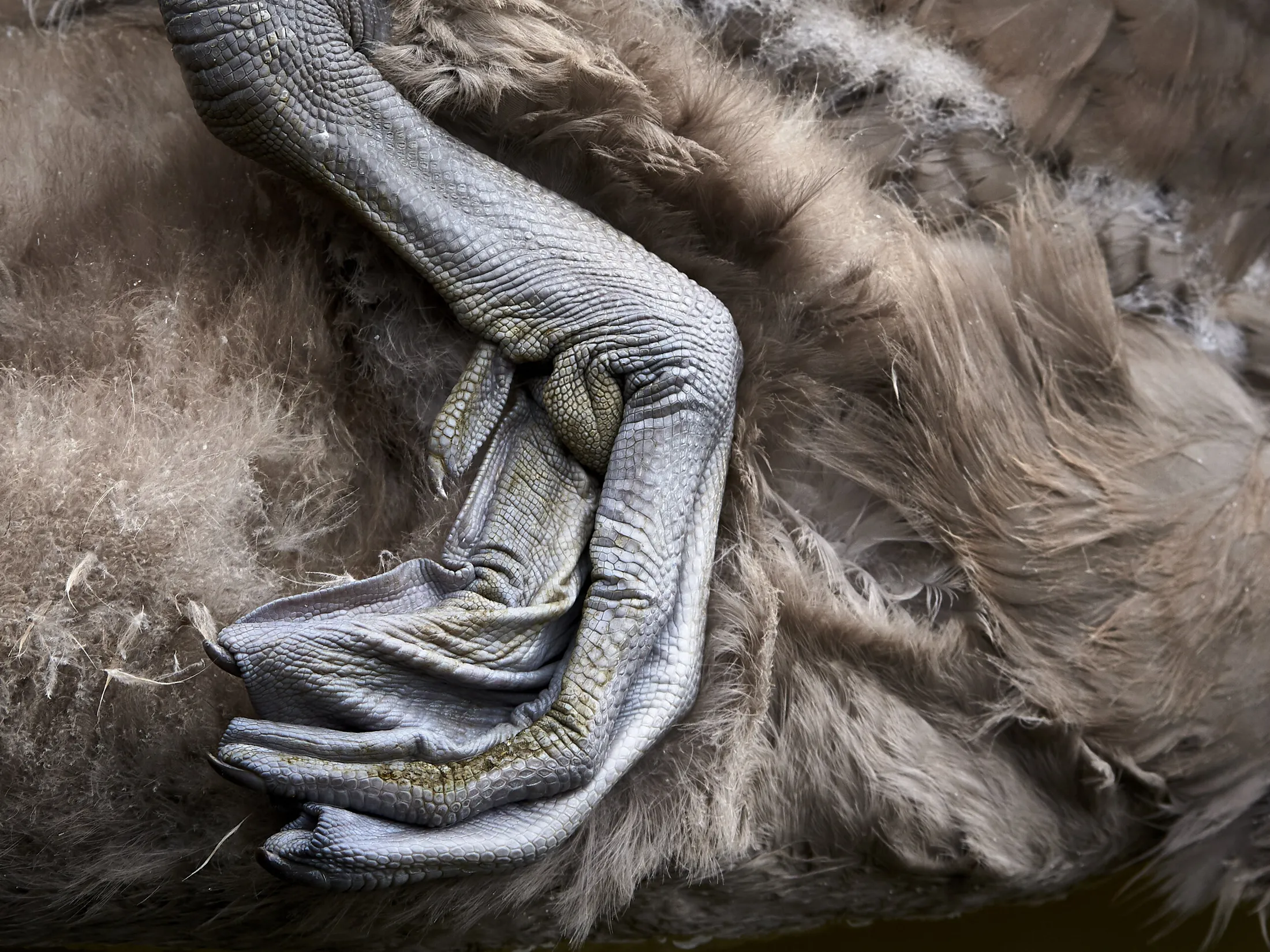 Cygnet Skin