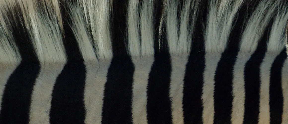 stripes closeup