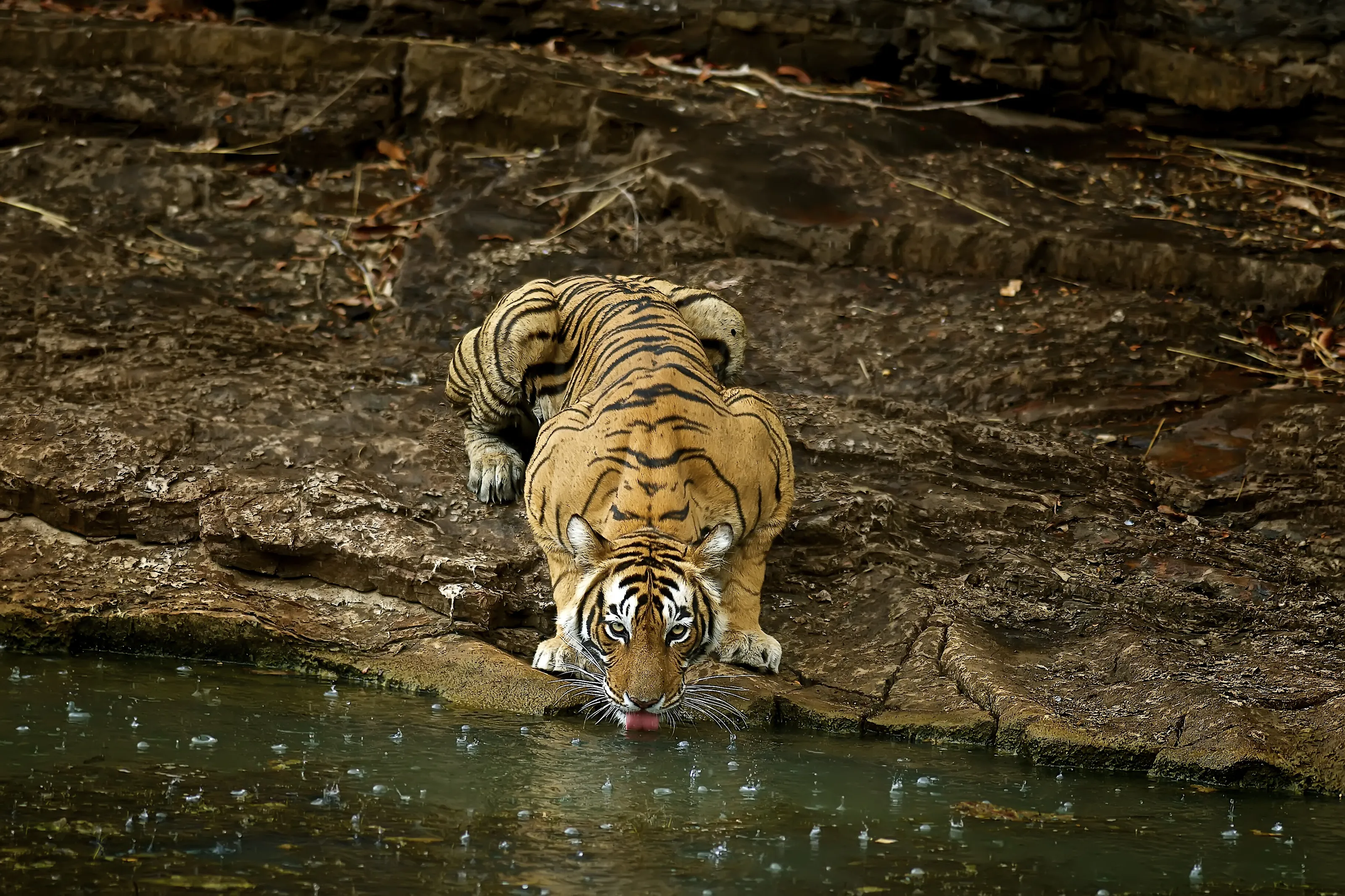 Tigress