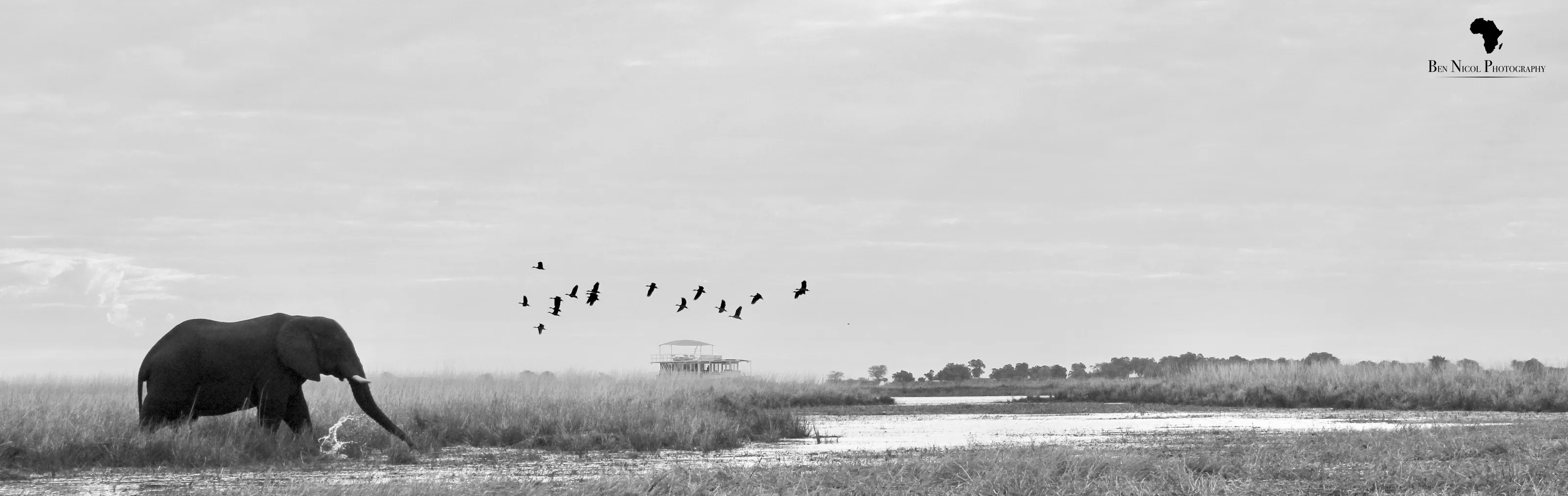 Classic Chobe